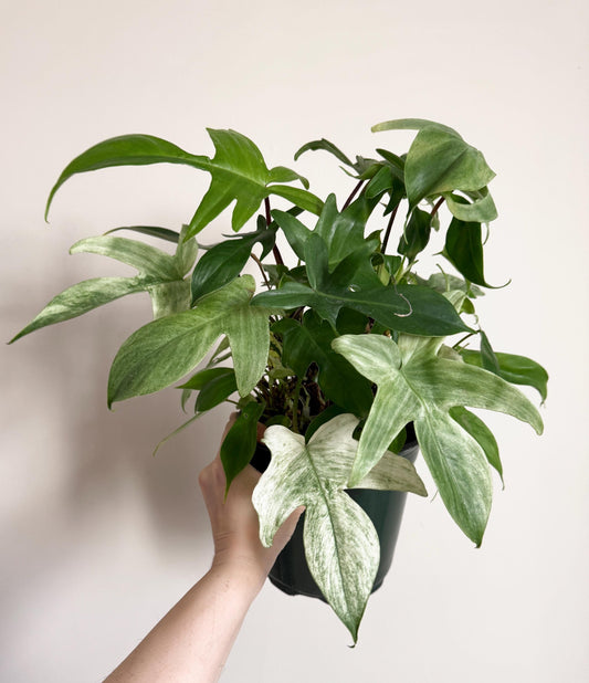 Monstera Florida Ghost Variegated - 6 inch Pot - Live Houseplant