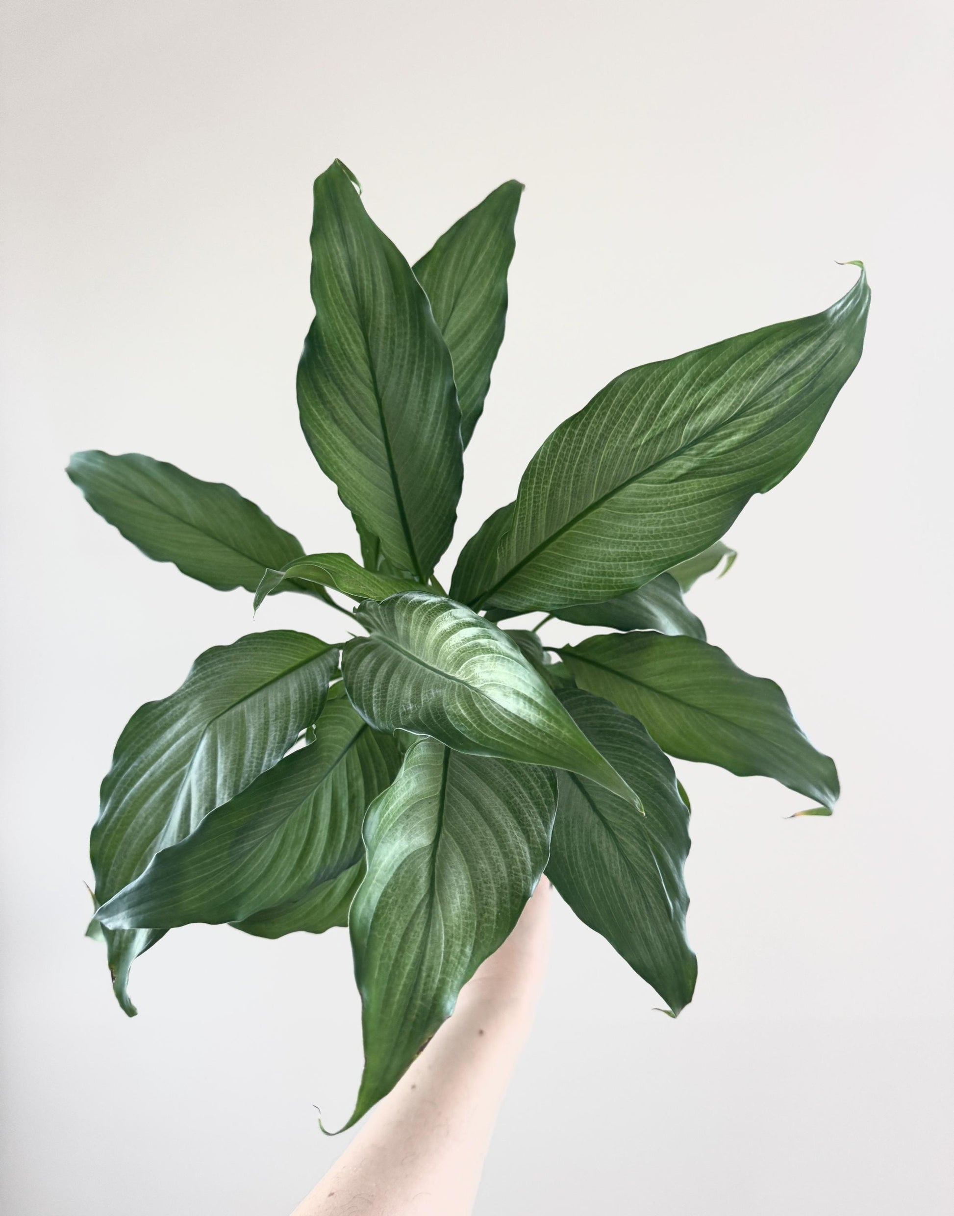 Spathiphyllum Platinum Mist Plant- Live Plant 4" Pot
