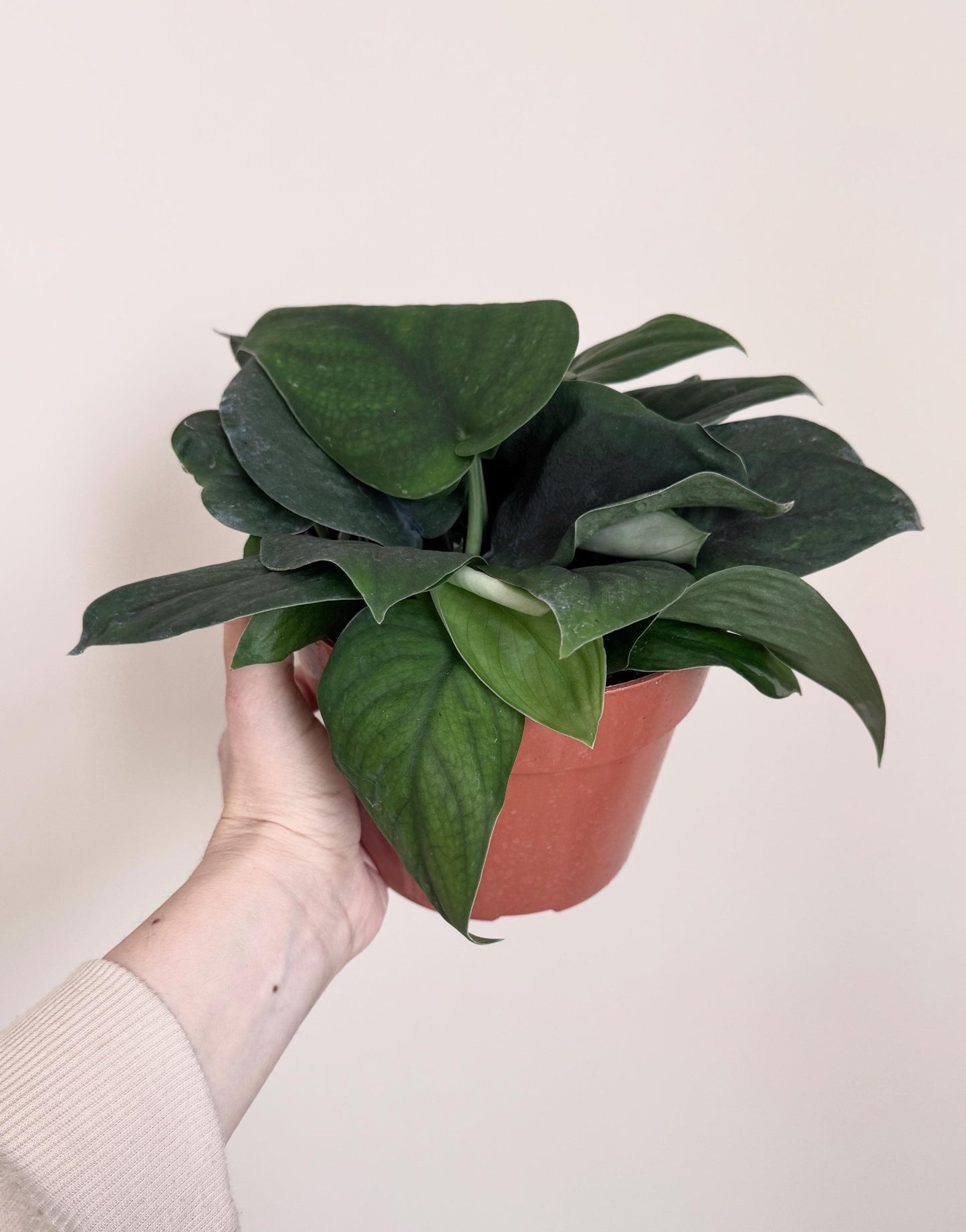 Scindapsus Green Jade Satin 6 inch Pot - Live Plant - optional decorative pot