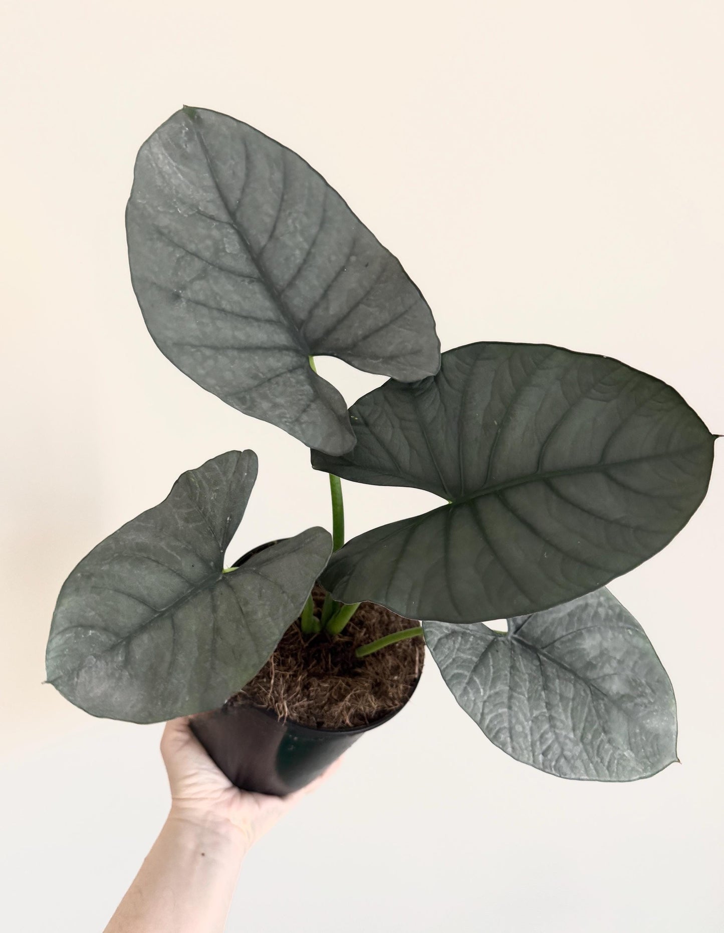 Alocasia Reginae Silver Plant - 6 inch Pot - optional deocrative pot