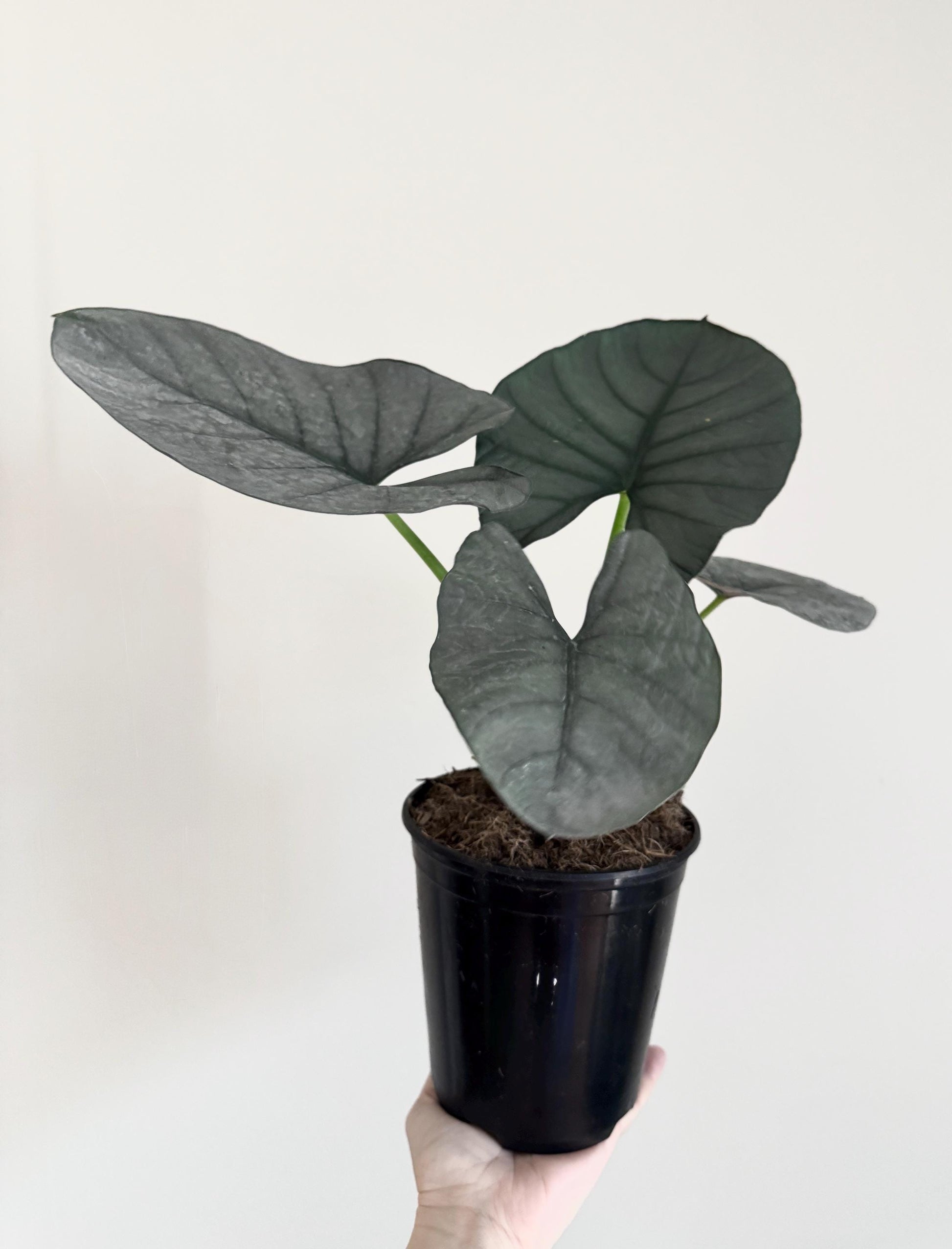 Alocasia Reginae Silver Plant - 6 inch Pot - optional deocrative pot