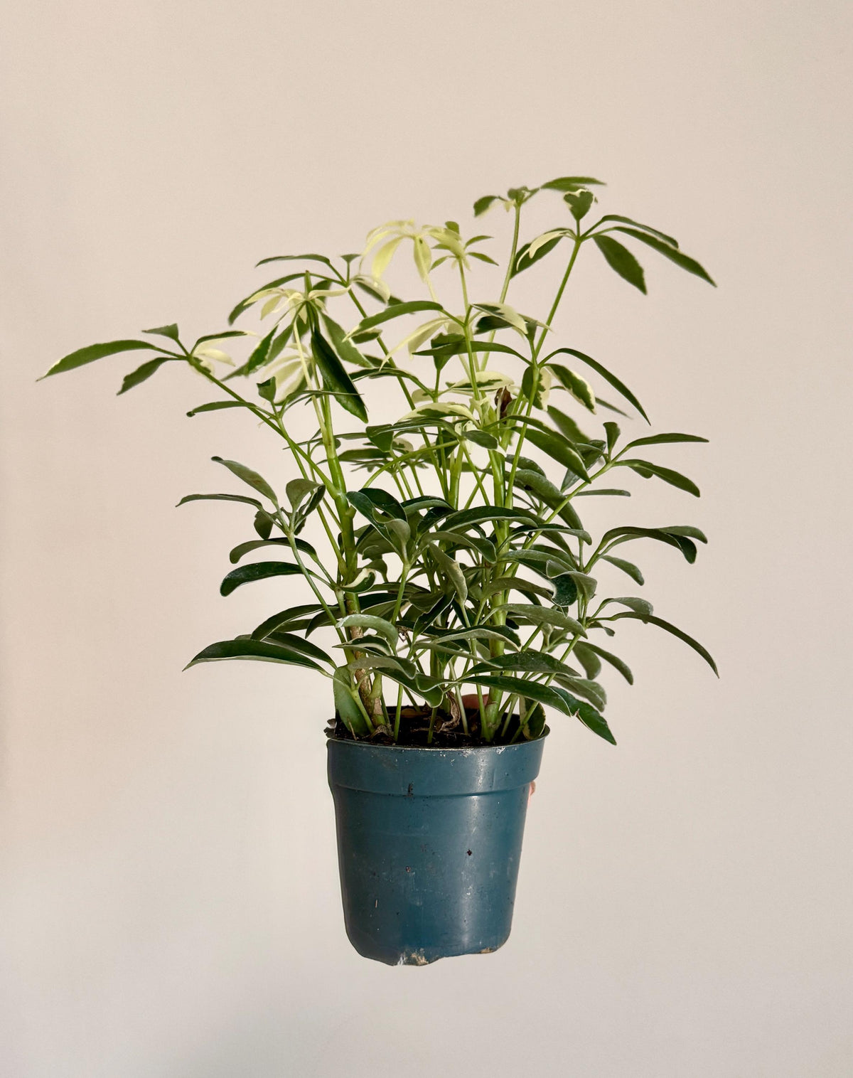 Variegated Dwarf Umbrella Plant Arboricola - 4” Pot - optional decorative pot