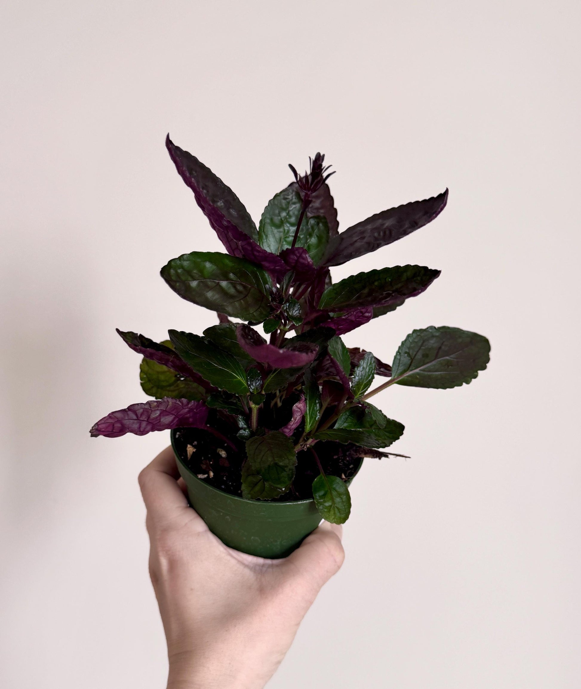 Hemigraphis Purple Waffle Plant - 4 inch Pot - Live Plant - optional decorative pot