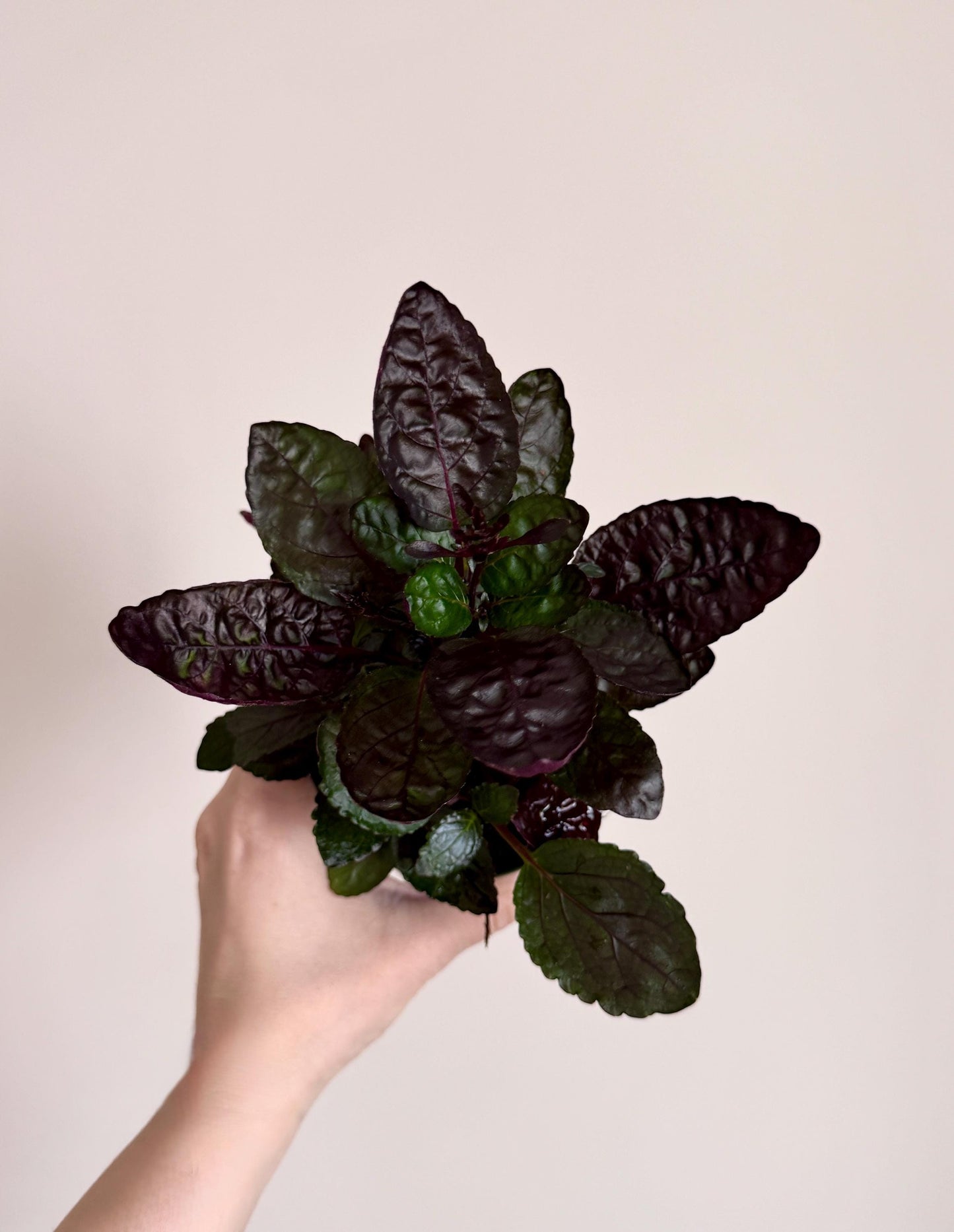 Hemigraphis Purple Waffle Plant - 4 inch Pot - Live Plant - optional decorative pot