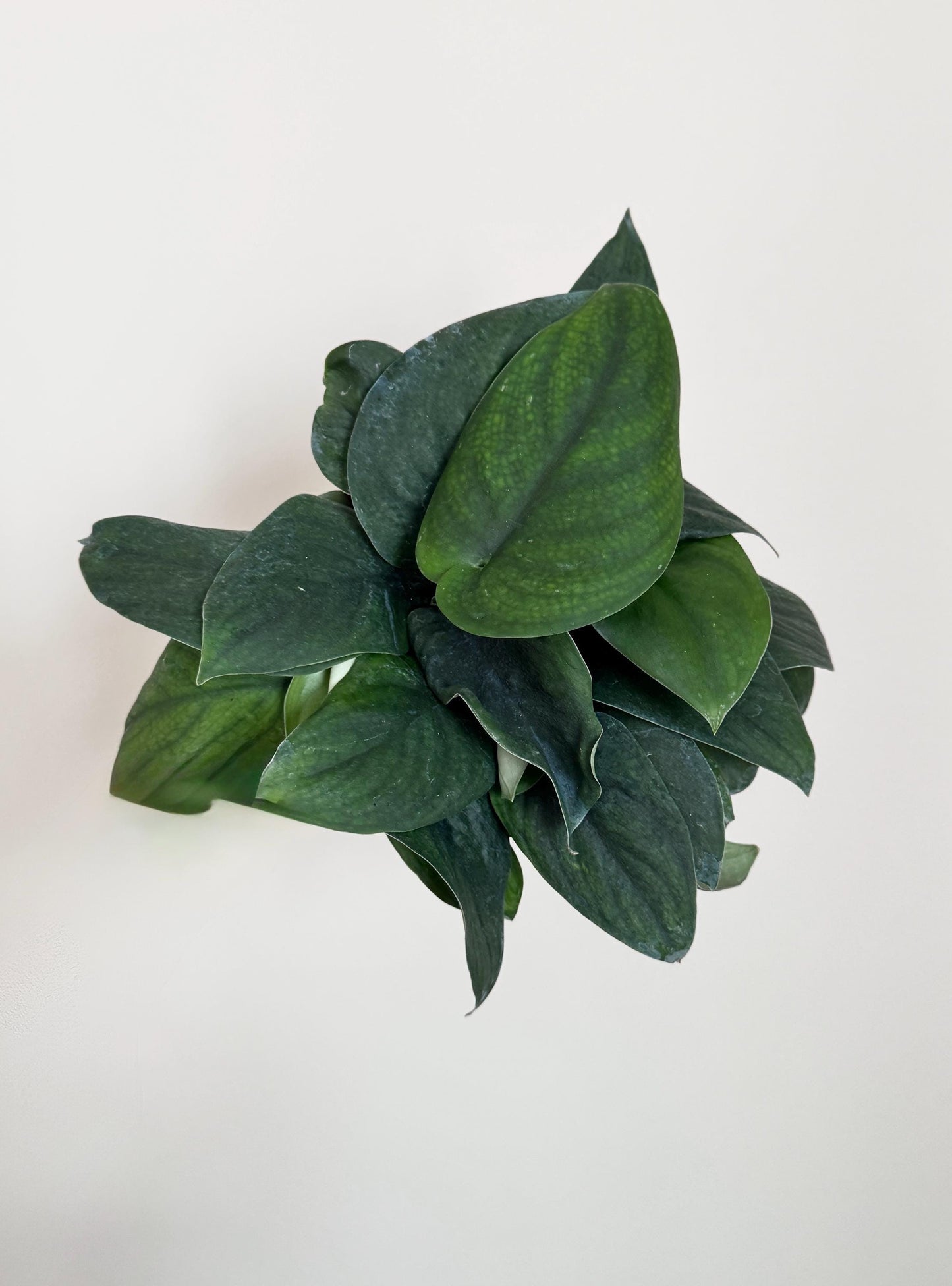 Scindapsus Green Jade Satin 6 inch Pot - Live Plant - optional decorative pot