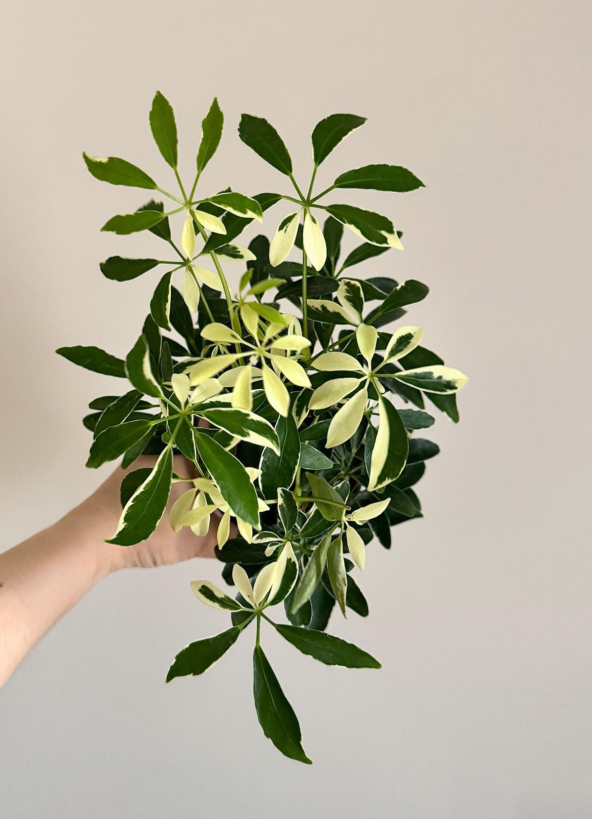 Variegated Dwarf Umbrella Plant Arboricola - 4” Pot - optional decorative pot