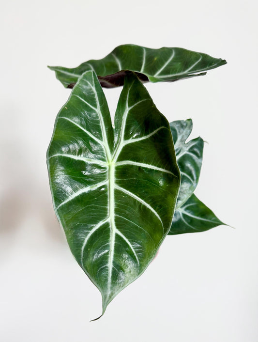 Alocasia Morocco Plant - 6 inch Pot - optional deocrative pot