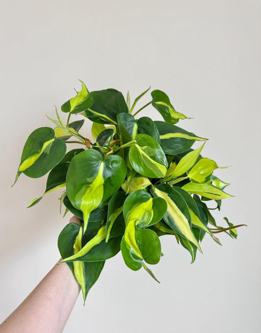 Philodendron Brasil Plant 4 inch Pot - Live Plant - optional decorative pot