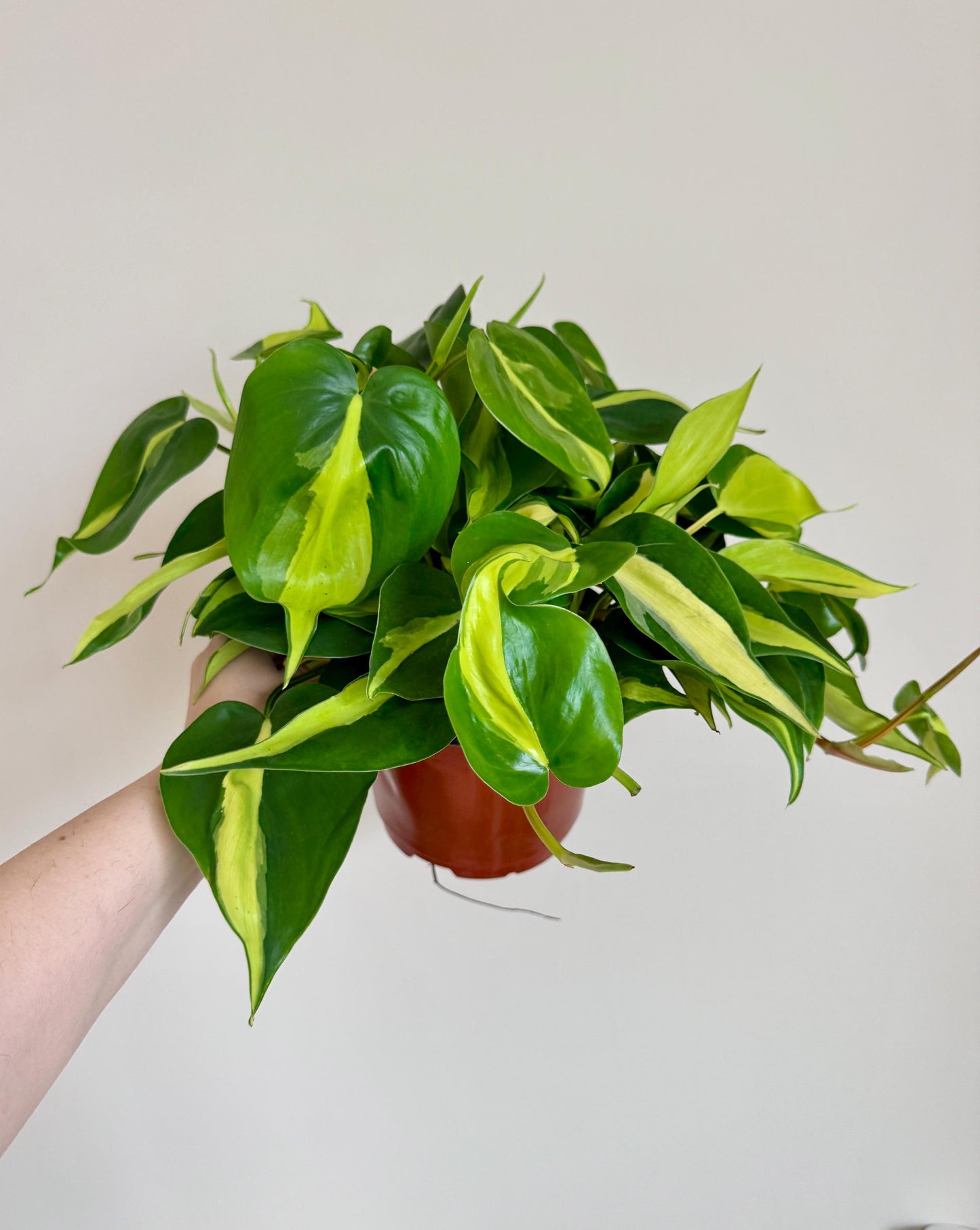 Philodendron Brasil Plant 4 inch Pot - Live Plant - optional decorative pot