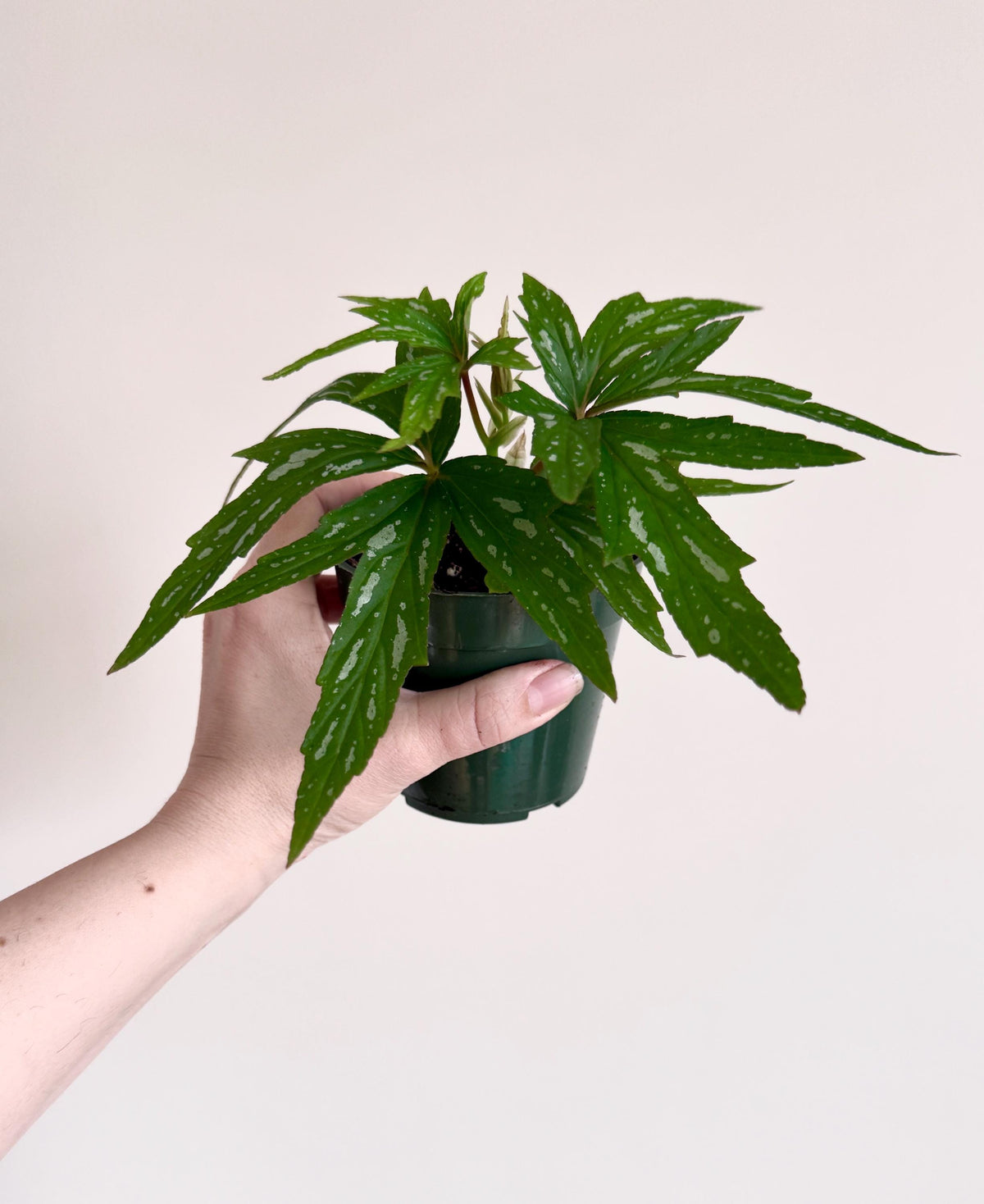 Begonia Kimby Rare Plant | 4” pot | Live Houseplant - optional decorative pot
