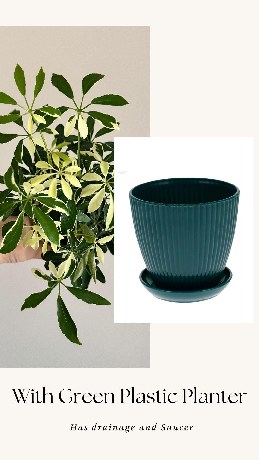 Variegated Dwarf Umbrella Plant Arboricola - 6” Pot - optional decorative pot