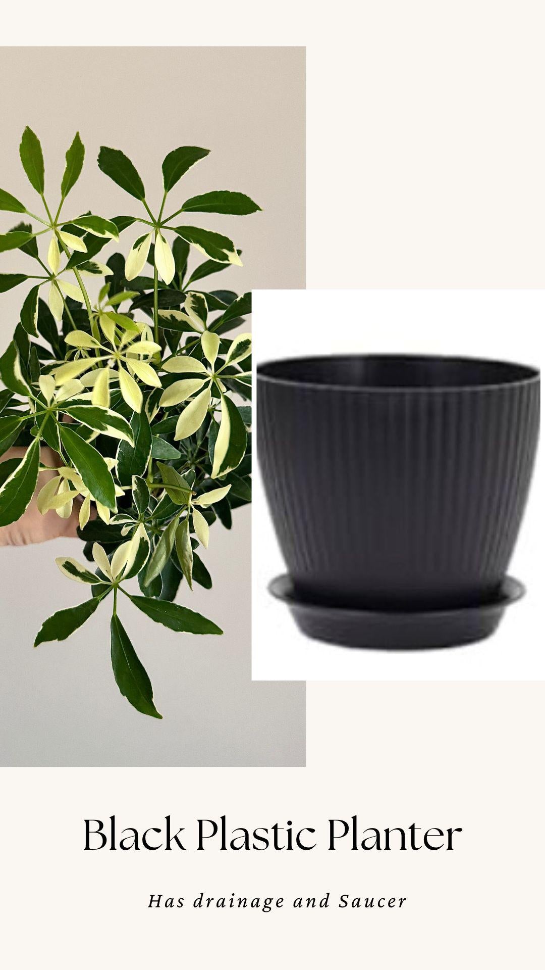 Variegated Dwarf Umbrella Plant Arboricola - 6” Pot - optional decorative pot