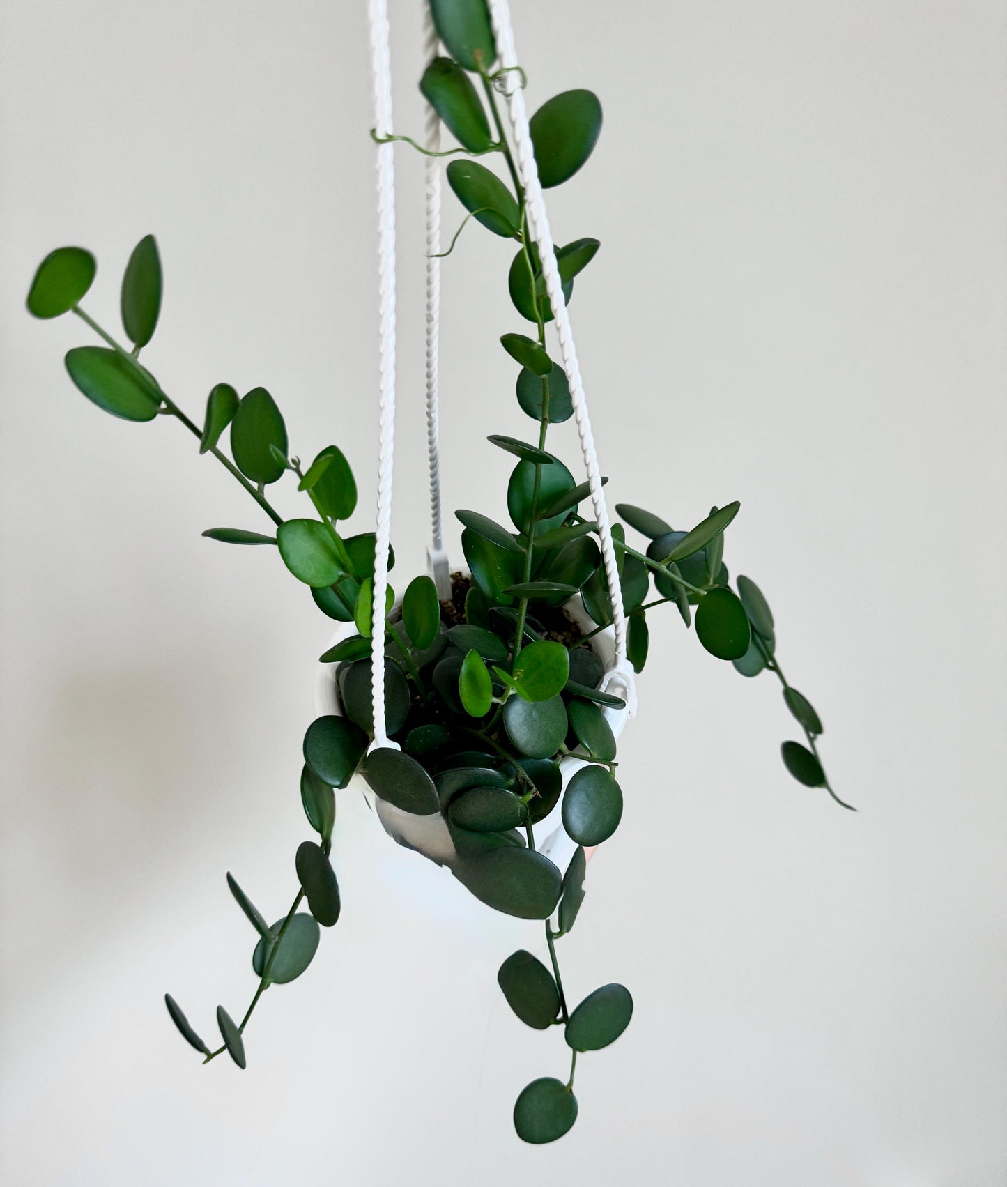 Silver Dollar Vine Plant ‘Xerosicyos danguyi’ - 4.5 inch Hanging Basket