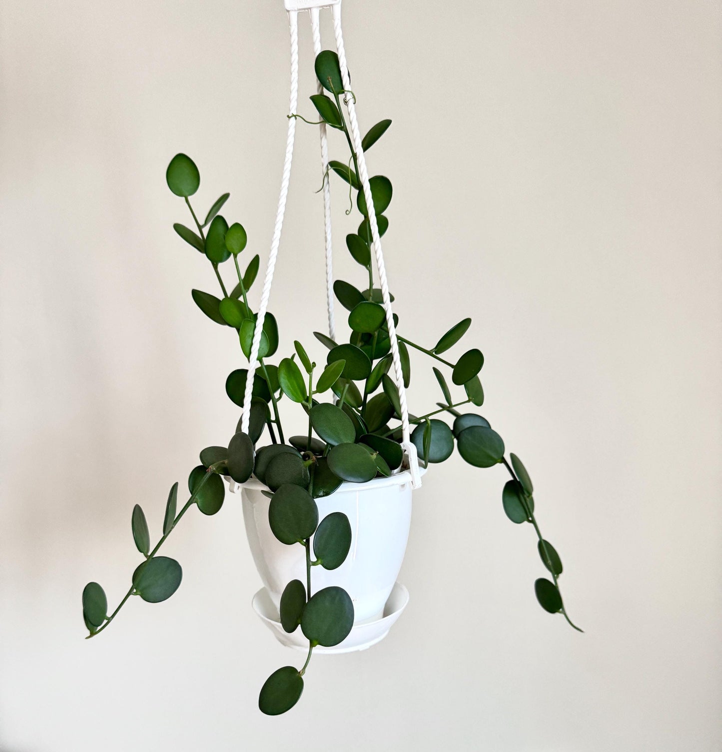 Silver Dollar Vine Plant ‘Xerosicyos danguyi’ - 4.5 inch Hanging Basket