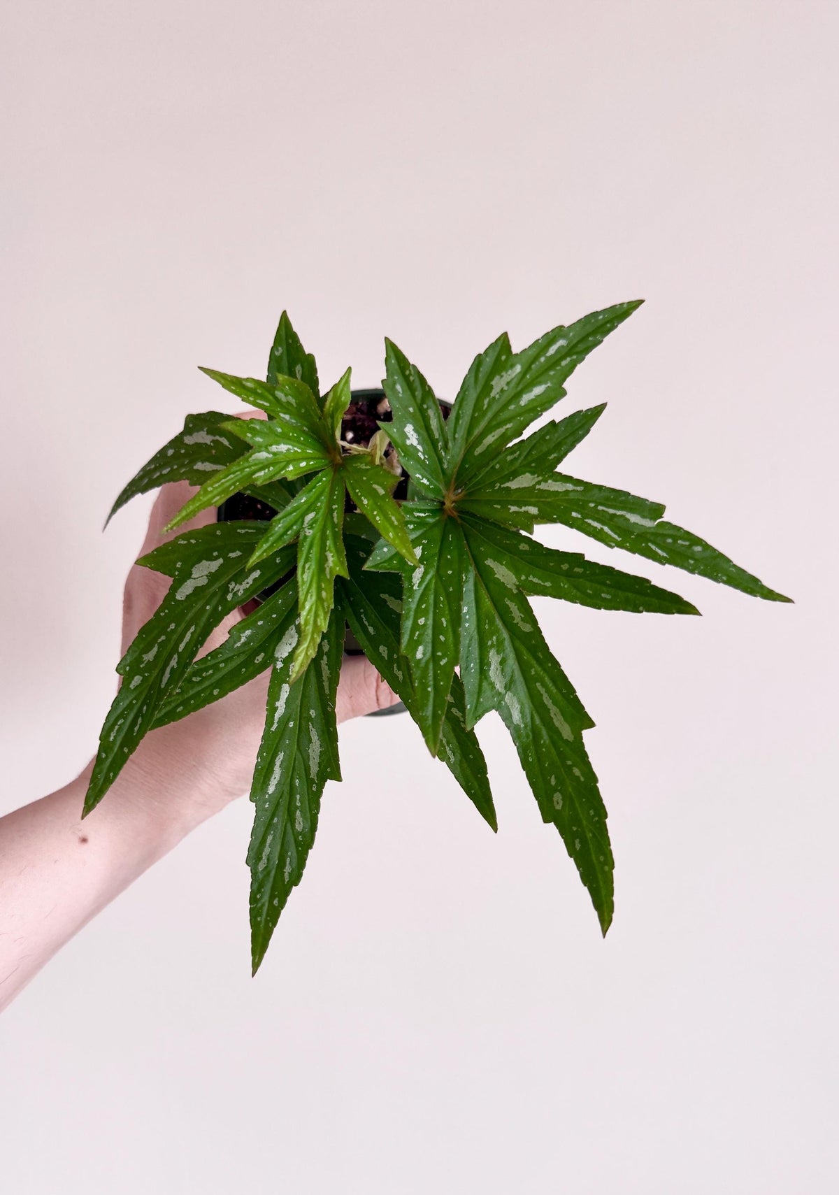 Begonia Kimby Rare Plant | 4” pot | Live Houseplant - optional decorative pot
