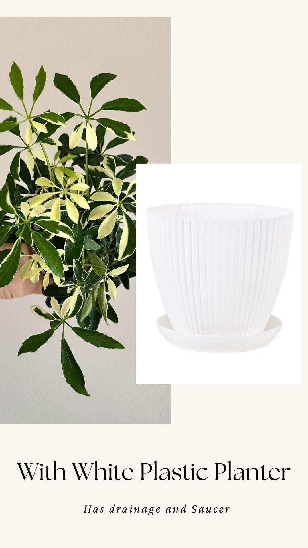 Variegated Dwarf Umbrella Plant Arboricola - 6” Pot - optional decorative pot