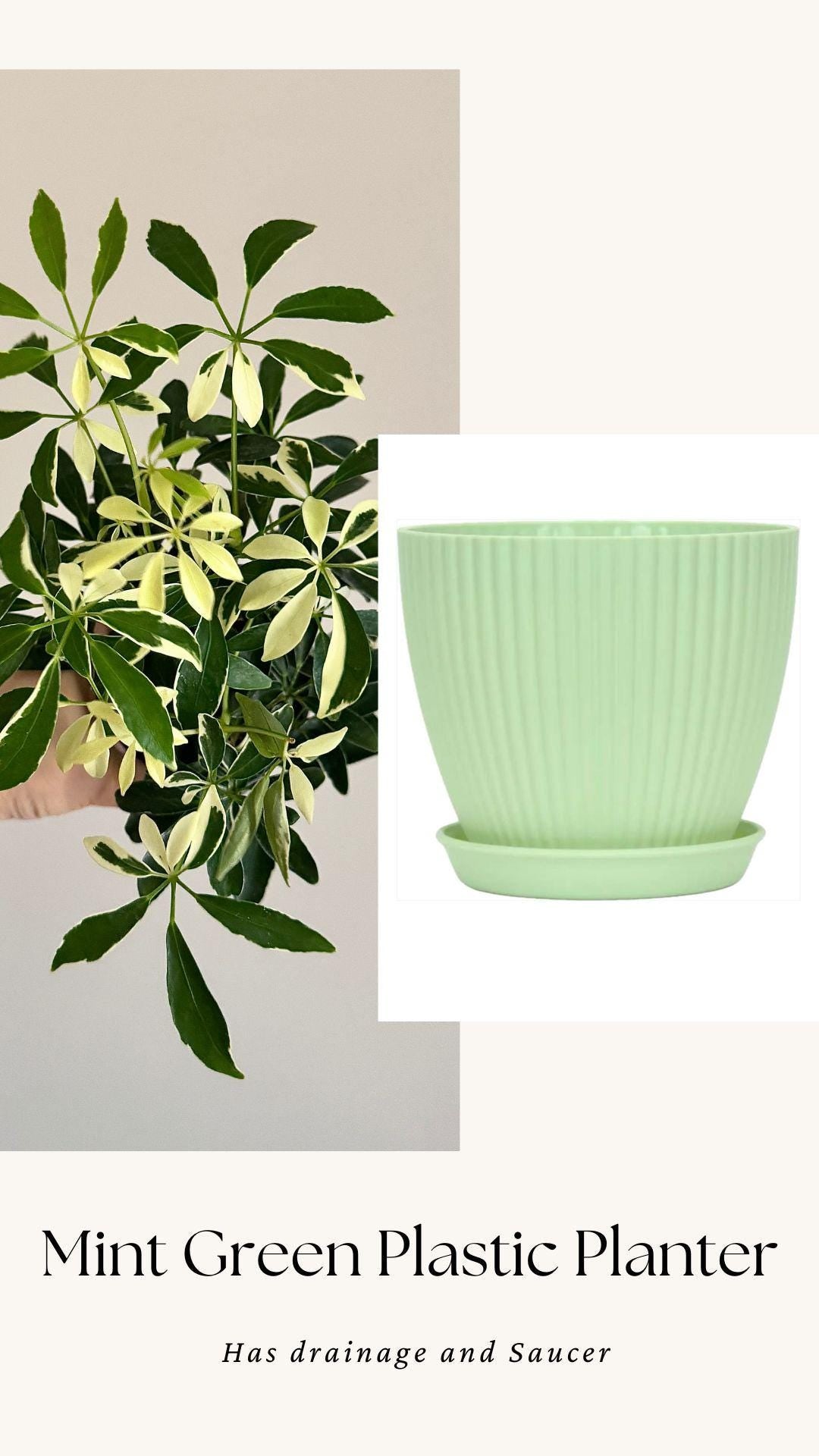 Variegated Dwarf Umbrella Plant Arboricola - 6” Pot - optional decorative pot