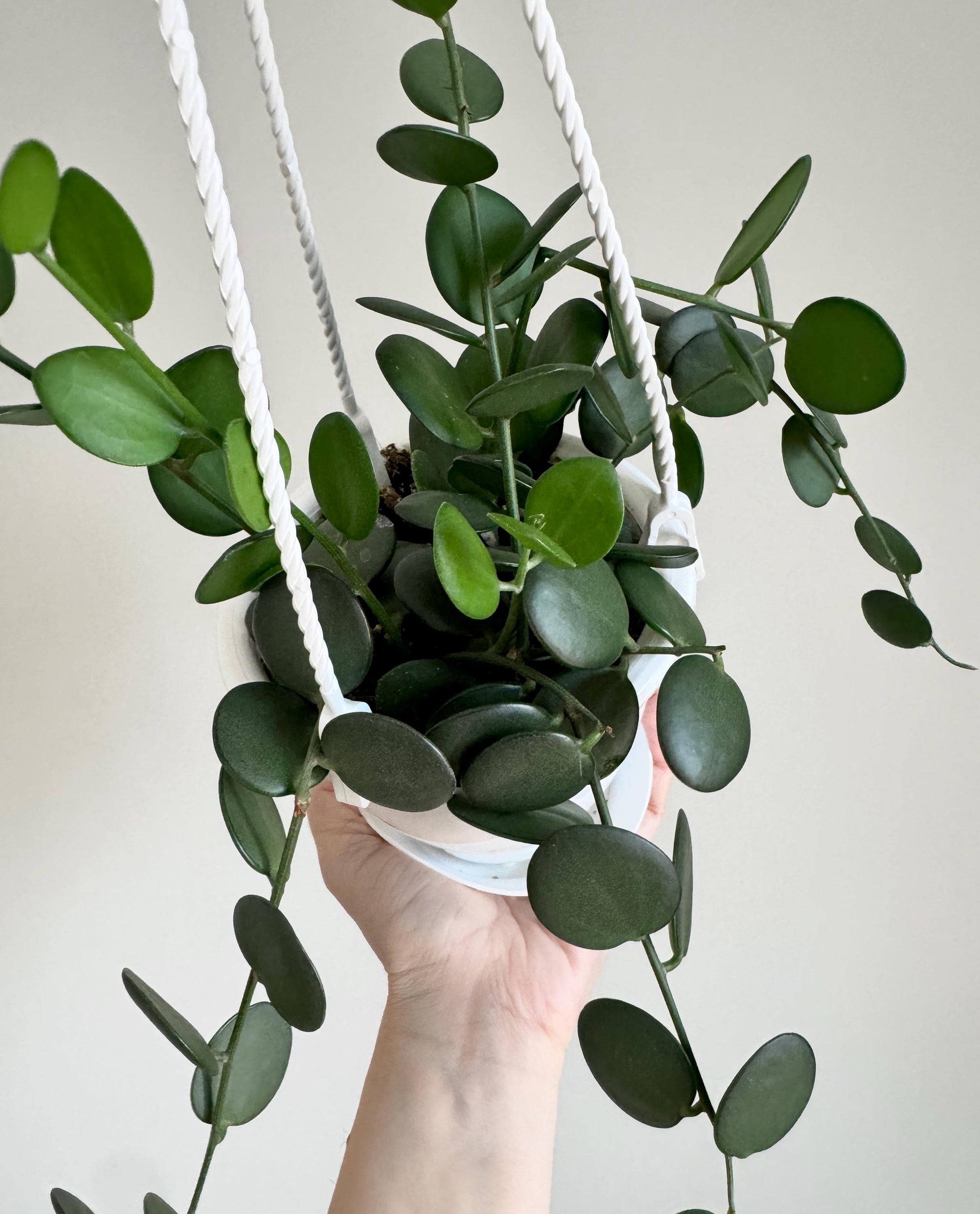 Silver Dollar Vine Plant ‘Xerosicyos danguyi’ - 4.5 inch Hanging Basket
