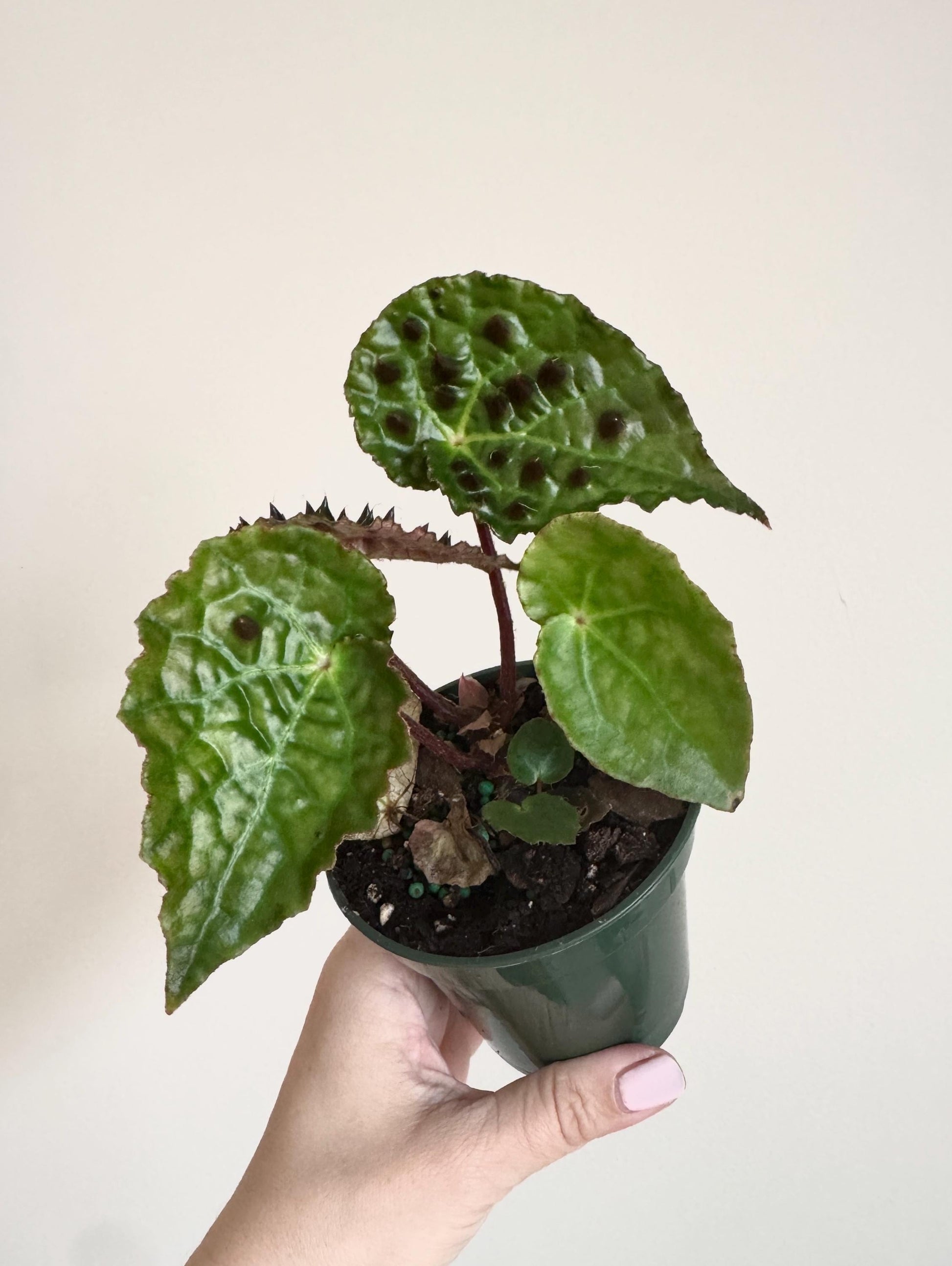 Begonia Ferox Rare Plant - 4 inch Pot - optional decorative plant