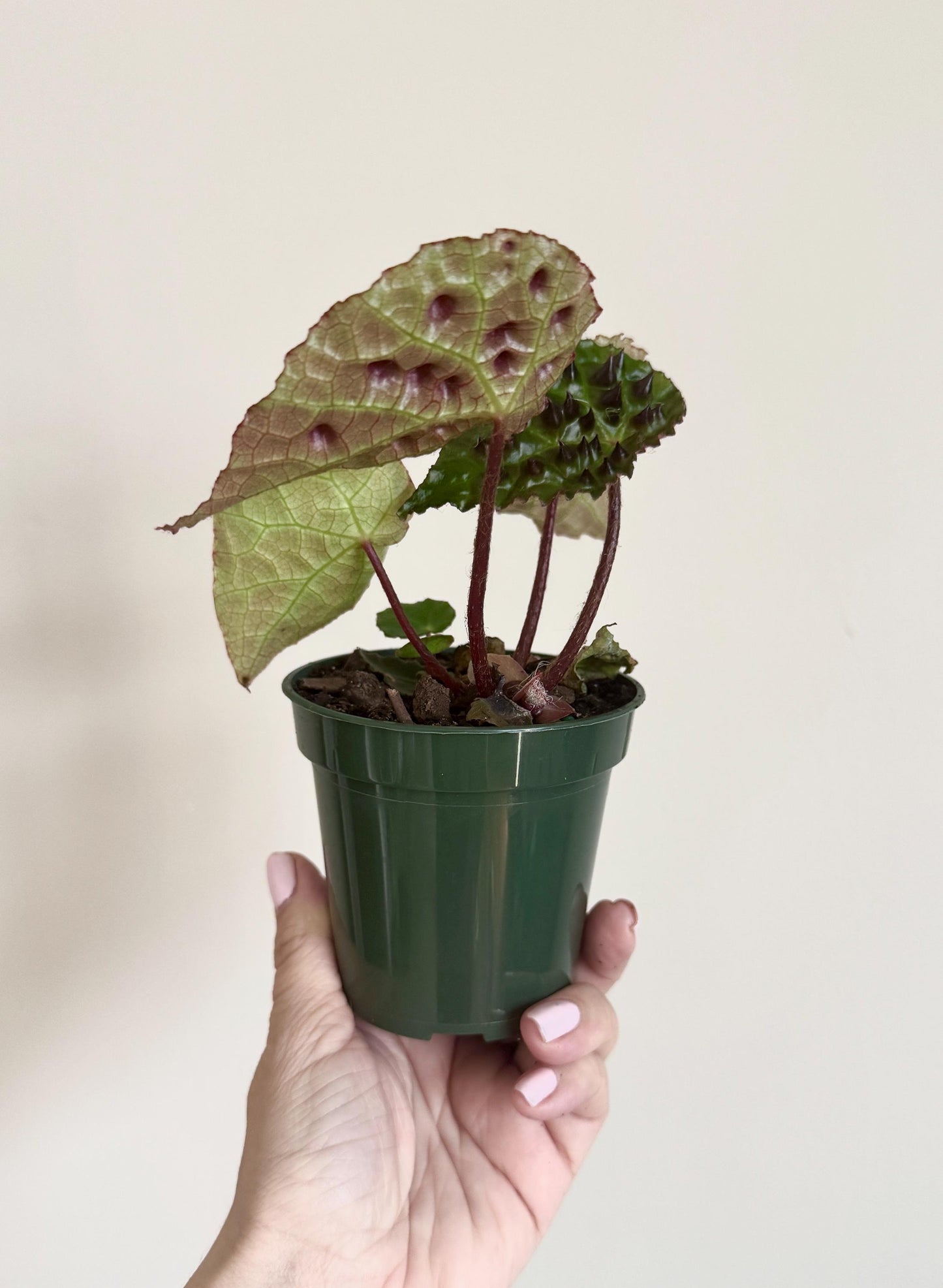 Begonia Ferox Rare Plant - 4 inch Pot - optional decorative plant