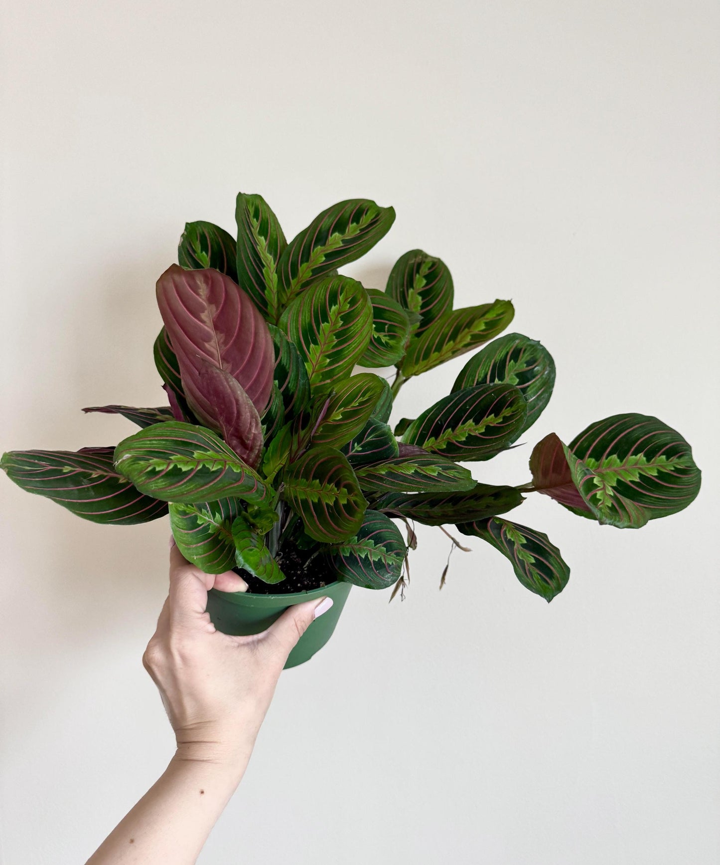 Red Maranta Prayer Plant | 6 inch Pot | Live Plant - optional decorative pot