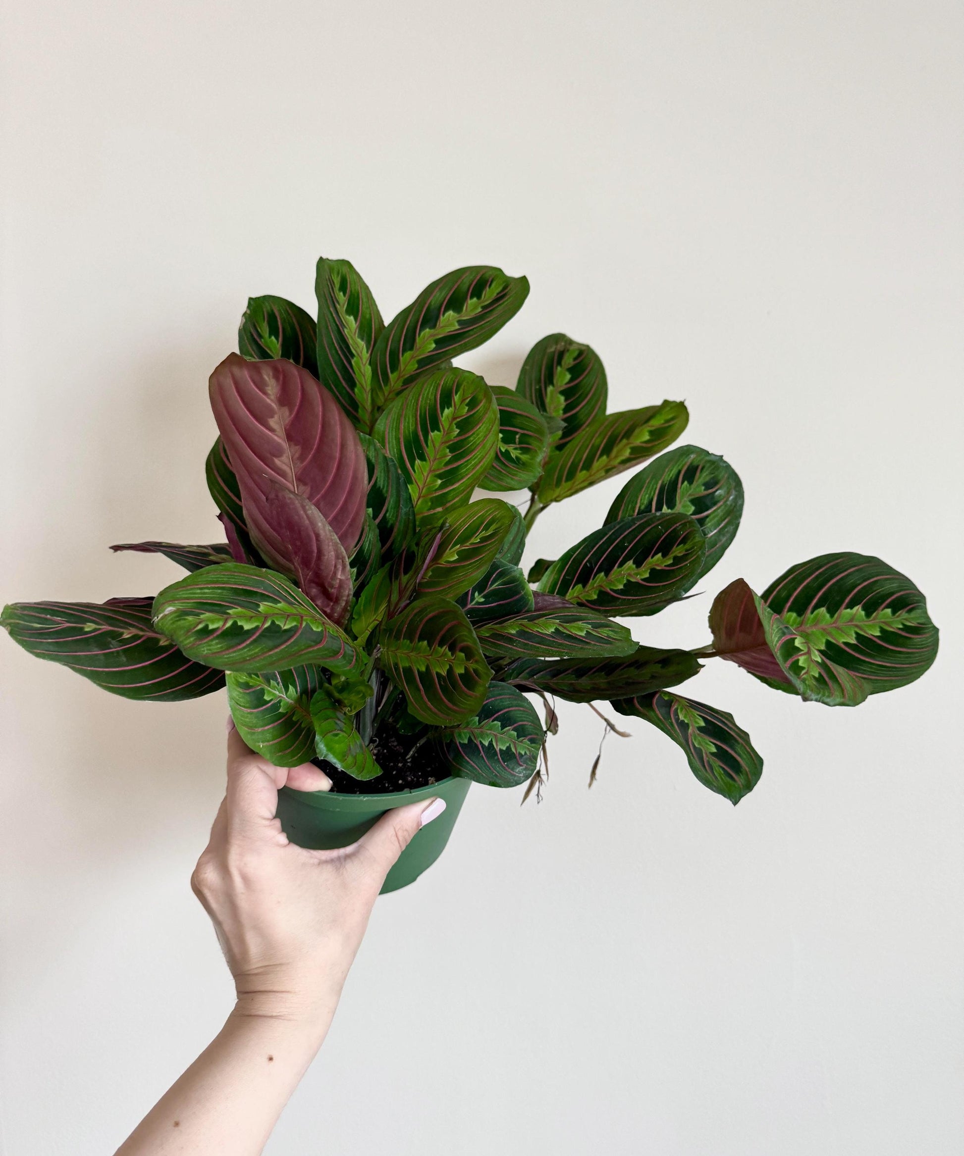 Red Maranta Prayer Plant | 6 inch Pot | Live Plant - optional decorative pot