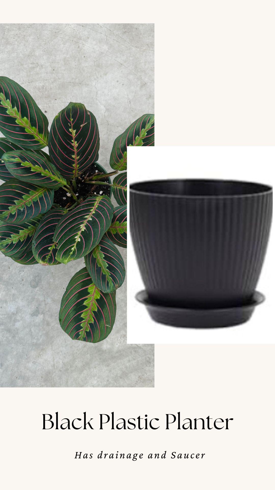 Red Maranta Prayer Plant | 6 inch Pot | Live Plant - optional decorative pot
