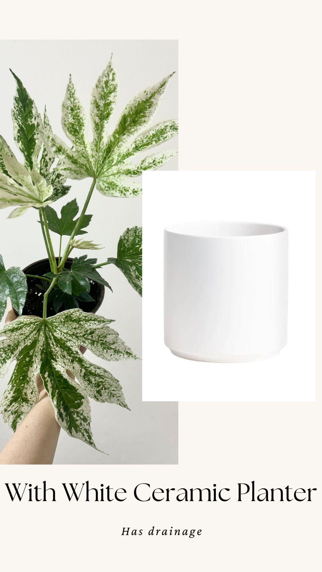 Fatsia japonica 'Spider's Web' (Japanese Aralia) Variegated Plant - 6” Pot - Live Plant