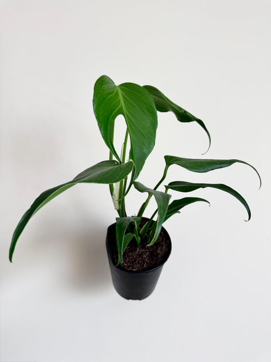 Philodendron Burle Marx Flame Plant - 6 inch Pot