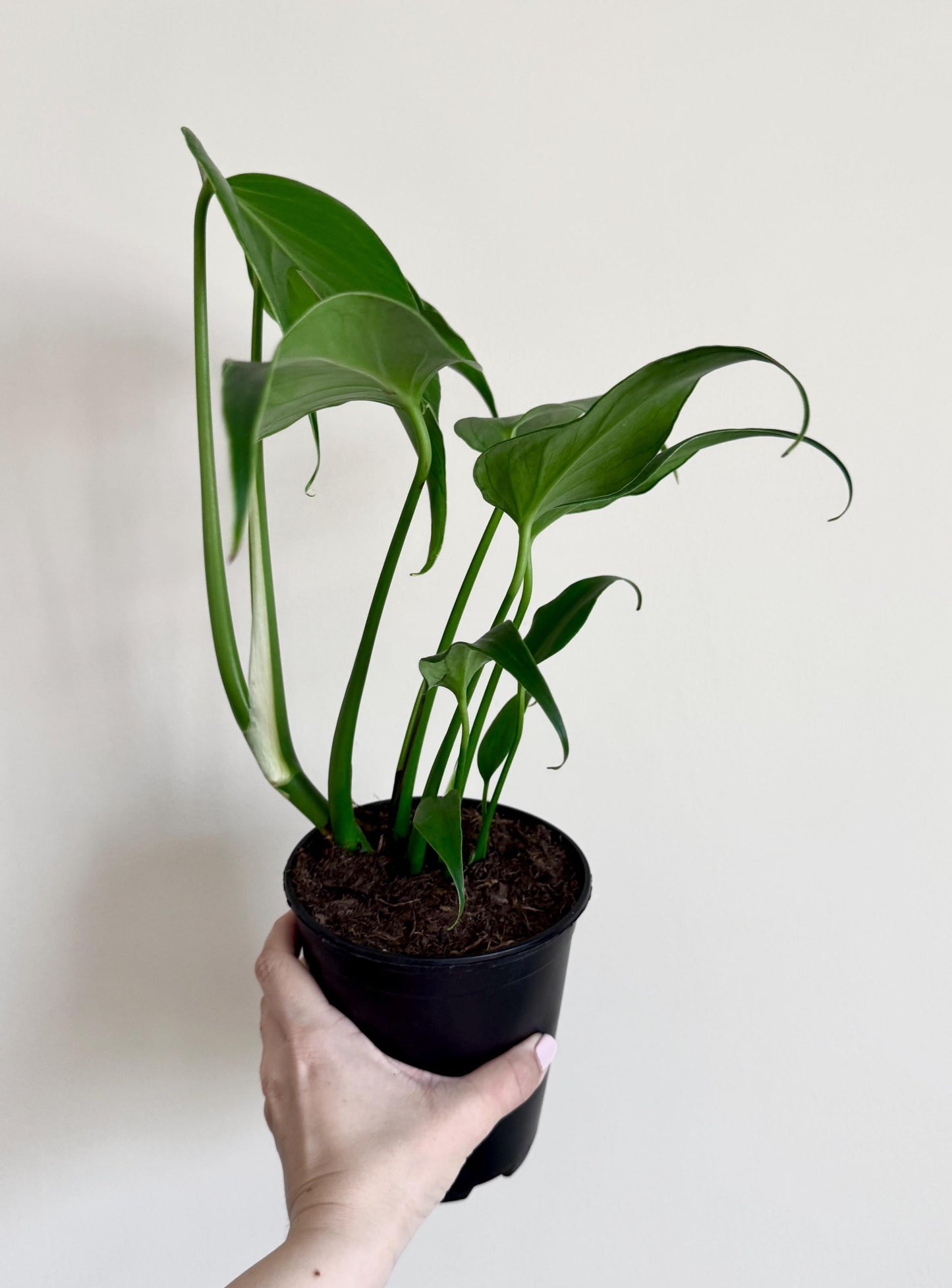 Philodendron Burle Marx Flame Plant - 6 inch Pot