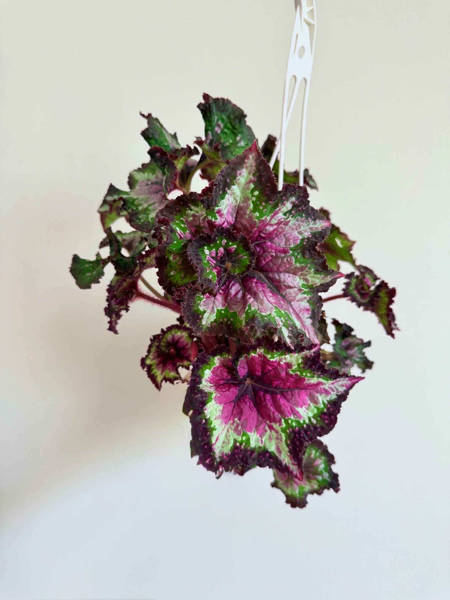 Begonia Hybrid Berry/Watermelon Rex Begonia | 6 inch Hanging Basket | optional decorative hanger