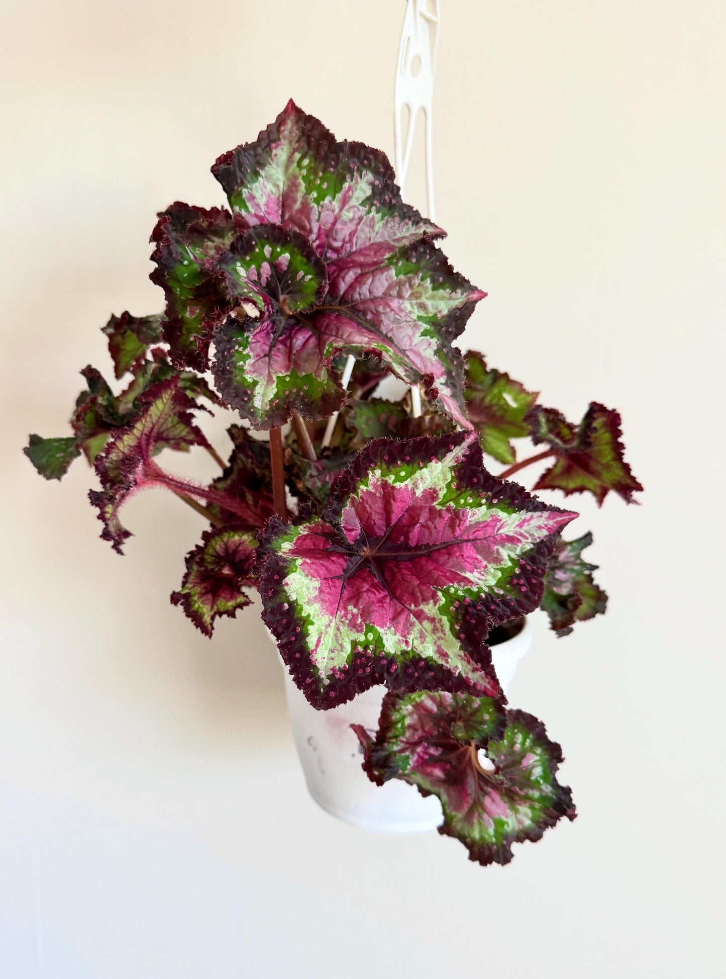 Begonia Hybrid Berry/Watermelon Rex Begonia | 6 inch Hanging Basket | optional decorative hanger