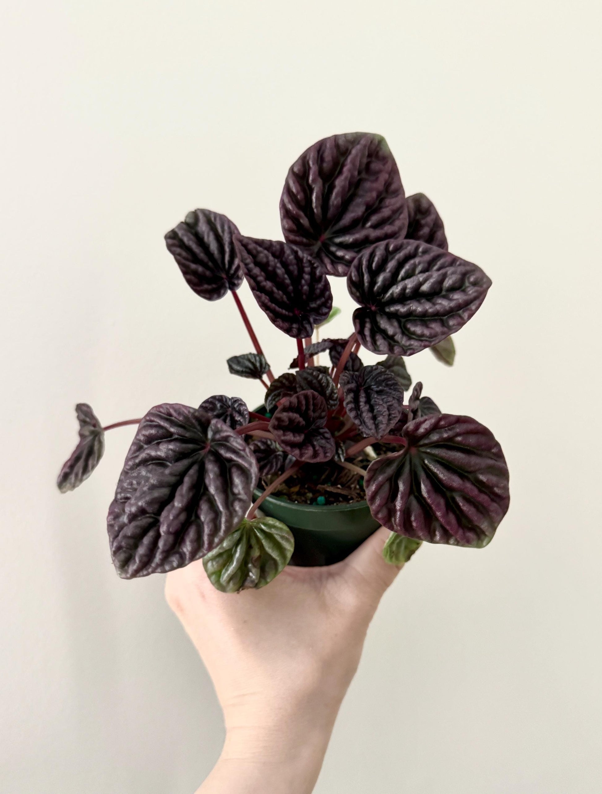 Peperomia Red Luna Plant - 4 inch Pot - Live Plant - optional decorative pot