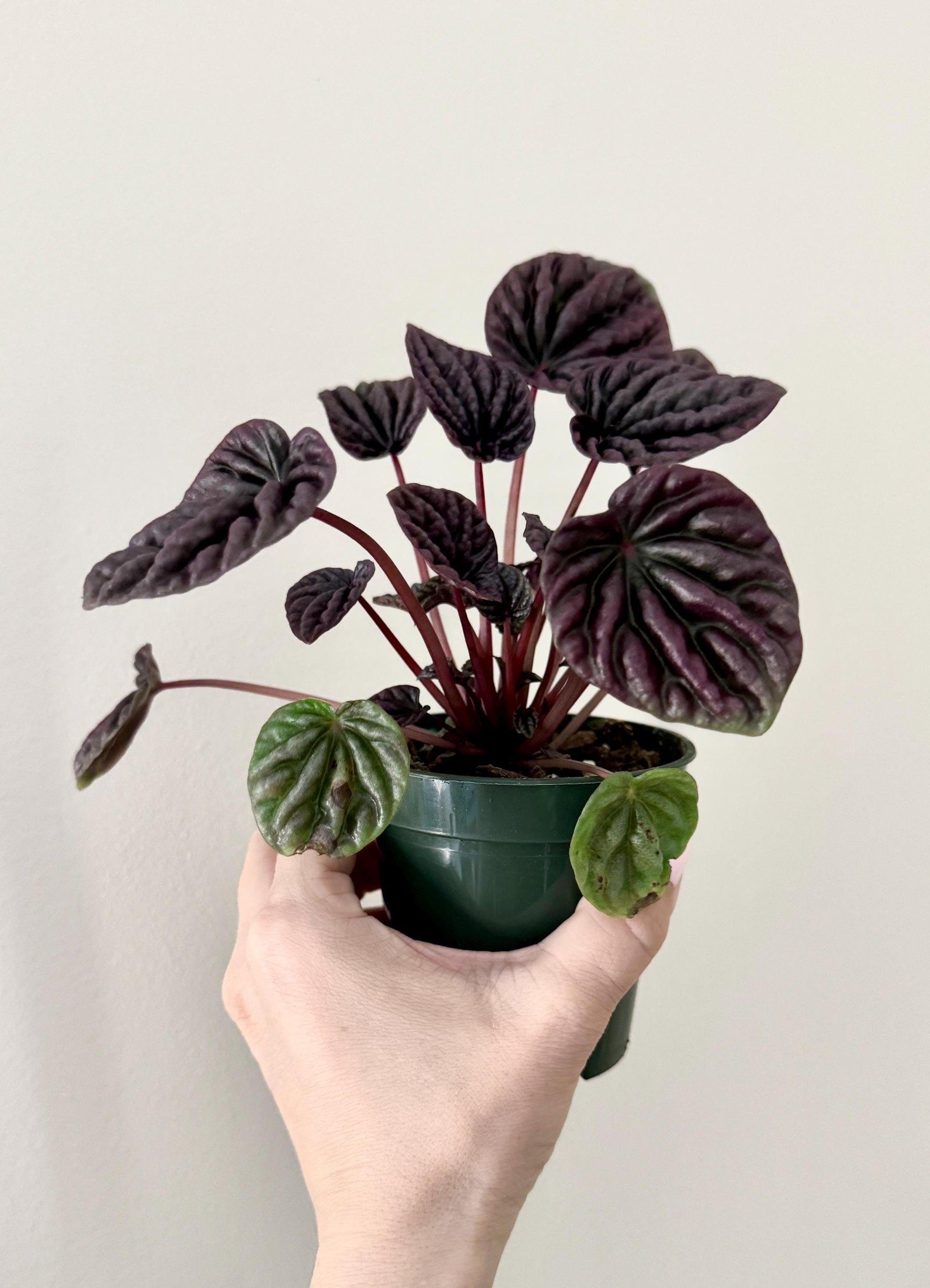 Peperomia Red Luna Plant - 4 inch Pot - Live Plant - optional decorative pot