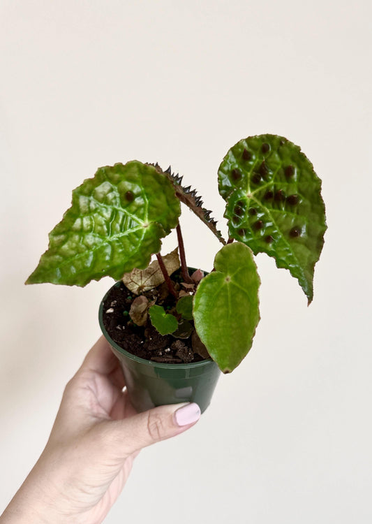 Begonia Ferox Rare Plant - 4 inch Pot - optional decorative plant