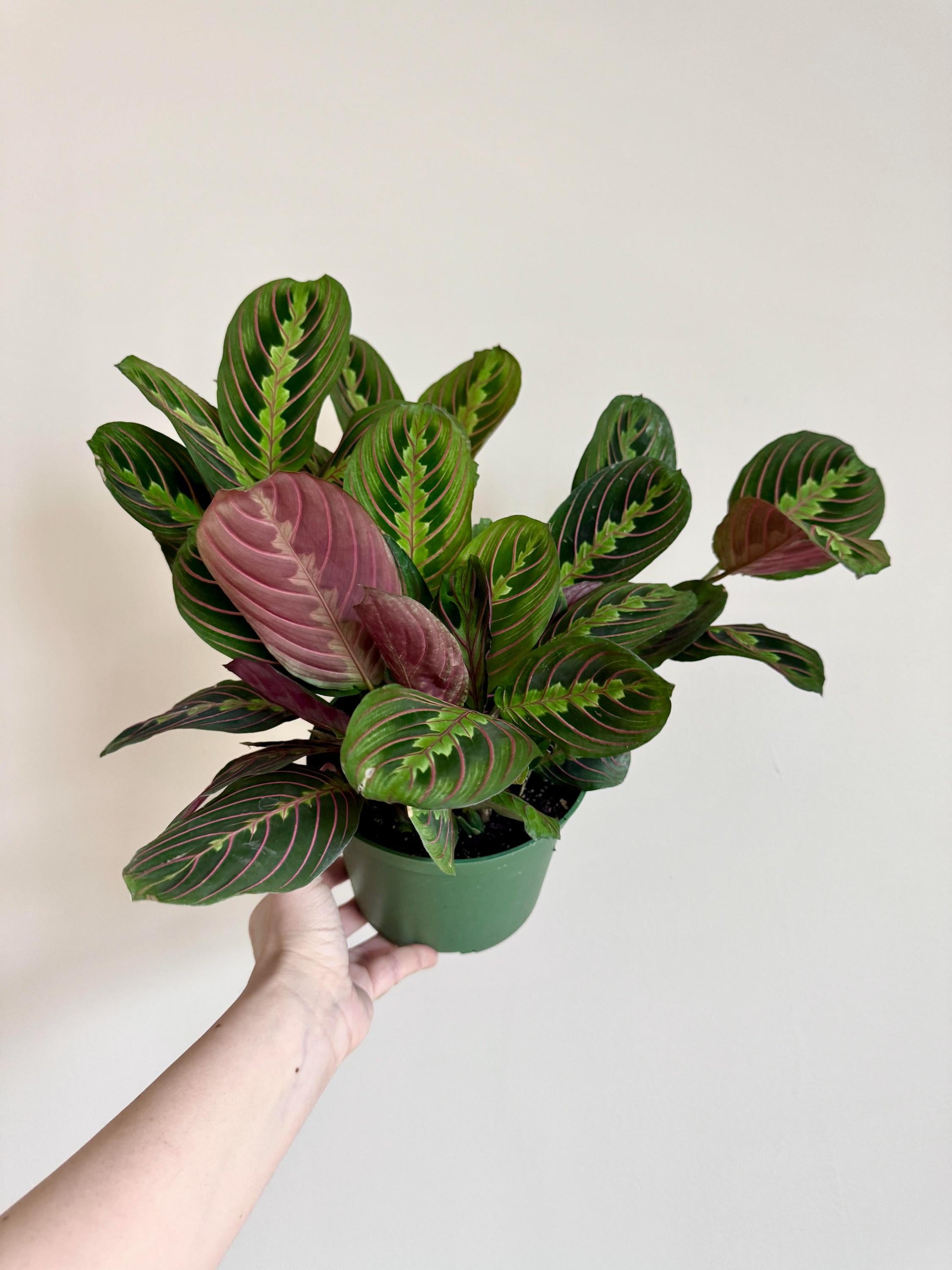 Red Maranta Prayer Plant | 6 inch Pot | Live Plant - optional decorative pot
