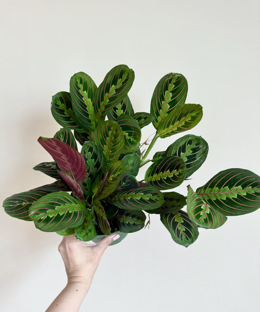 Red Maranta Prayer Plant | 6 inch Pot | Live Plant - optional decorative pot