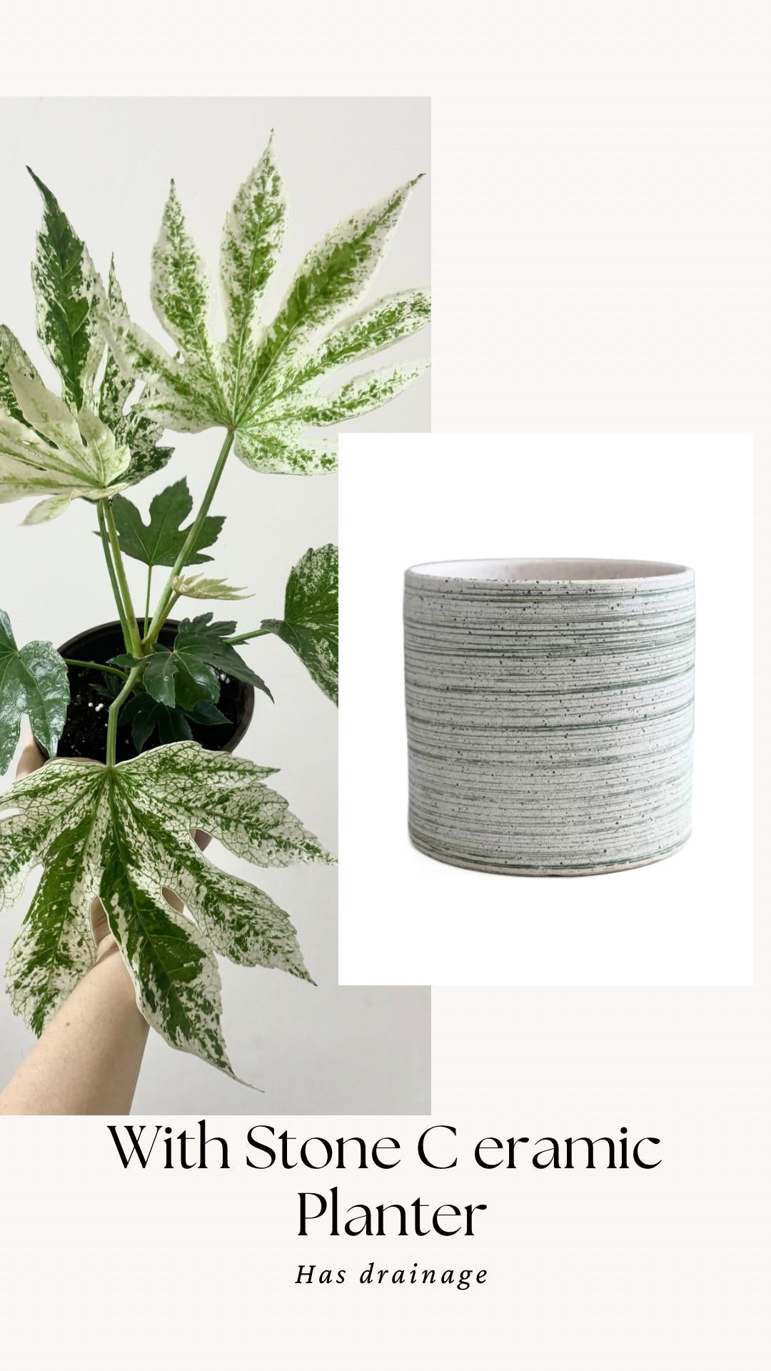Fatsia japonica 'Spider's Web' (Japanese Aralia) Variegated Plant - 6” Pot - Live Plant