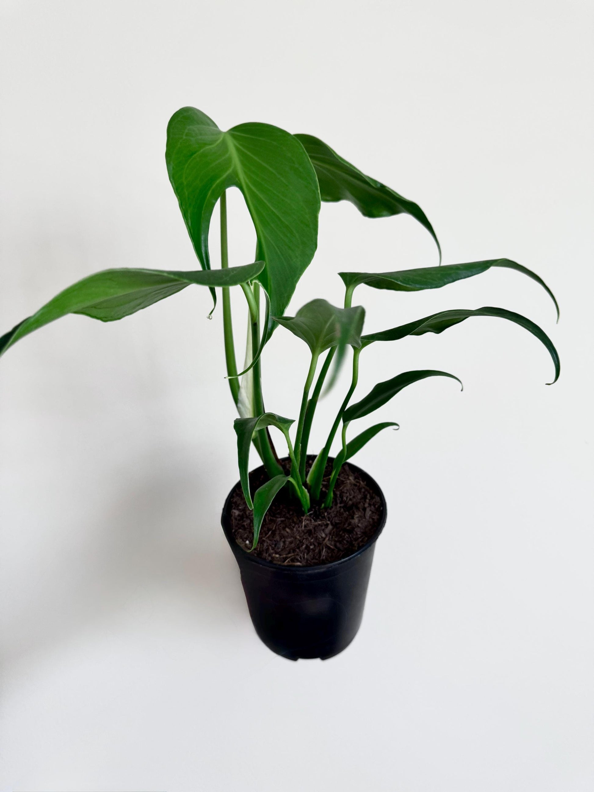 Philodendron Burle Marx Flame Plant - 6 inch Pot