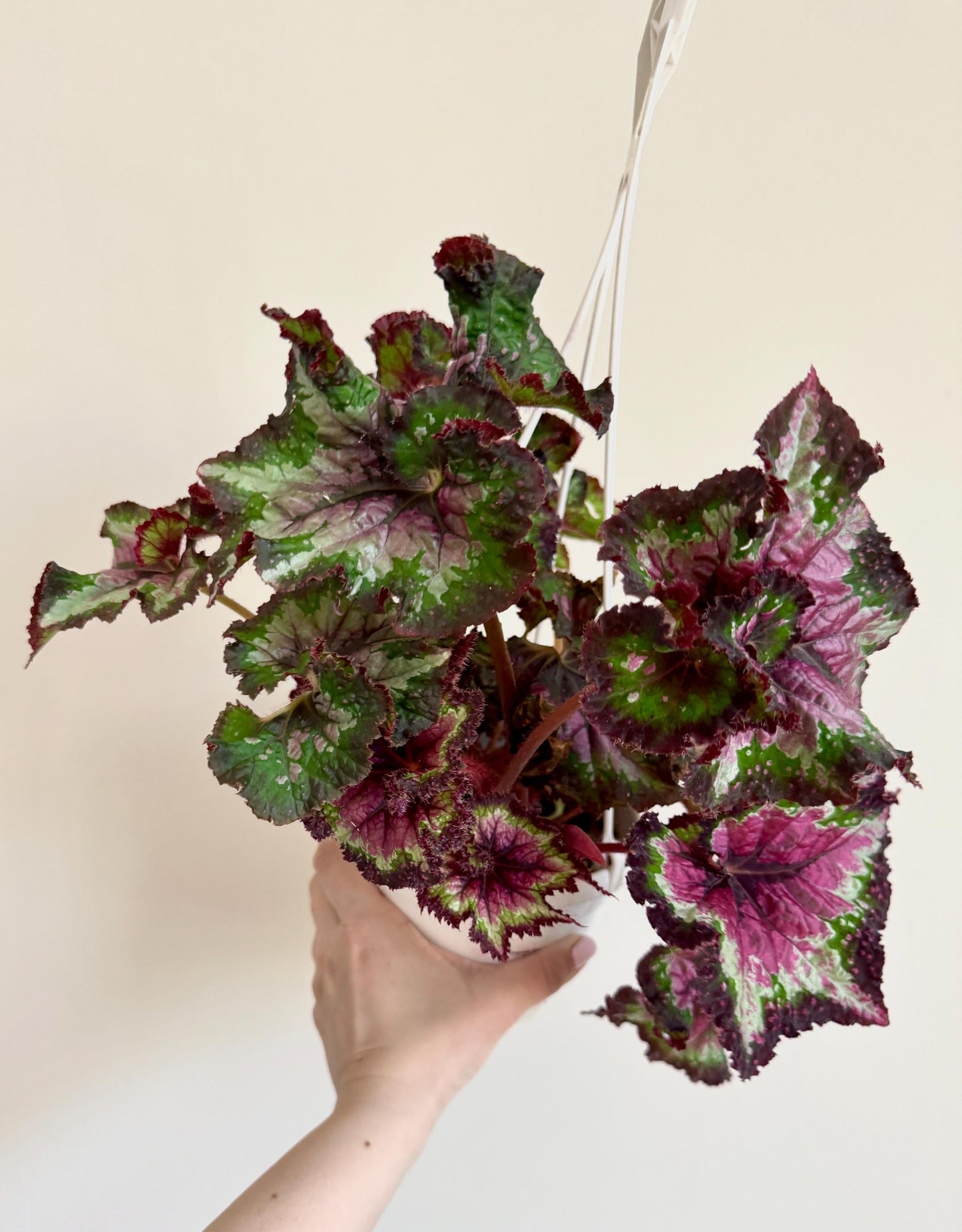 Begonia Hybrid Berry/Watermelon Rex Begonia | 6 inch Hanging Basket | optional decorative hanger