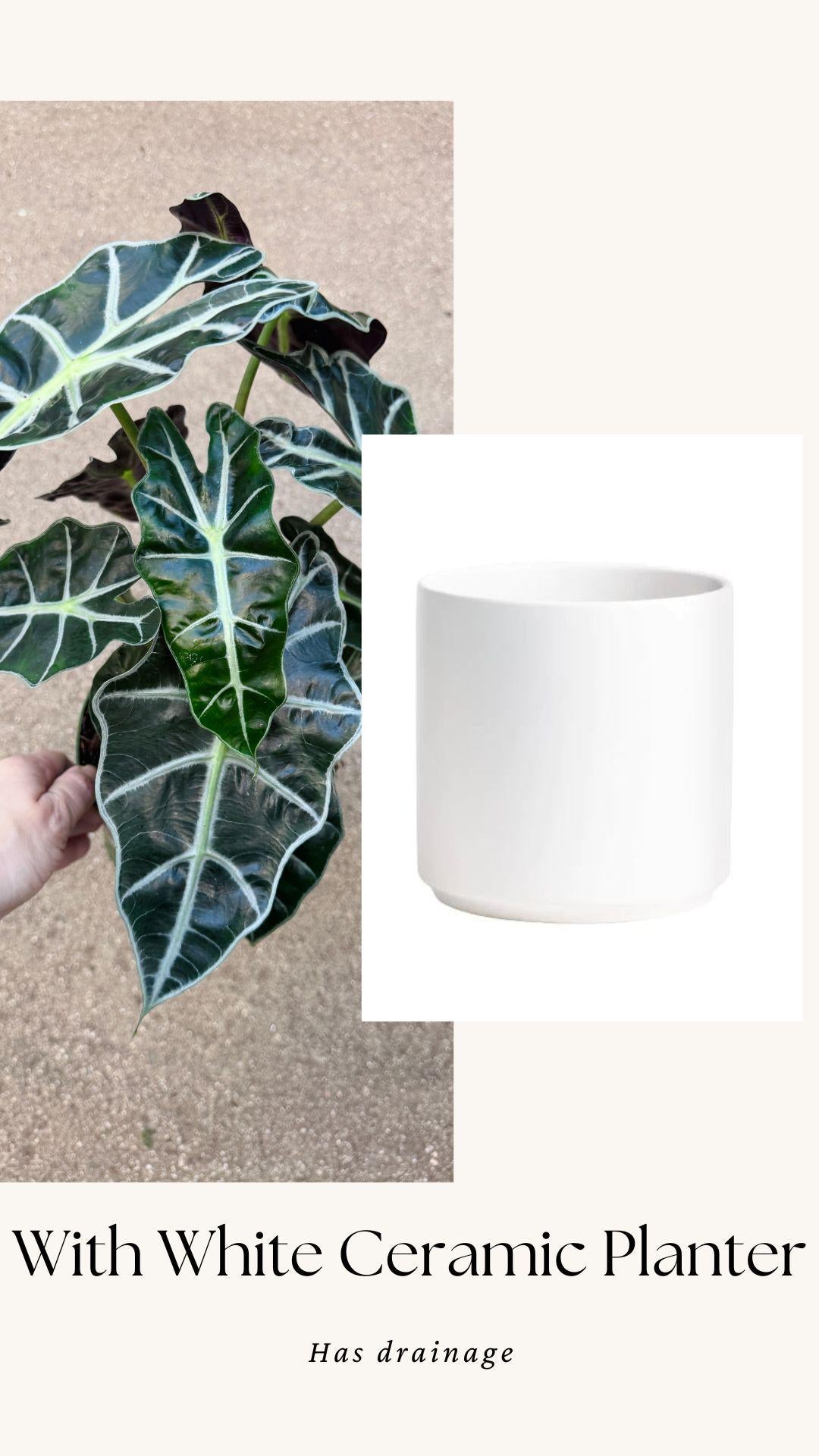 Alocasia Polly Plant - 6 inch Pot - optional deocrative pot