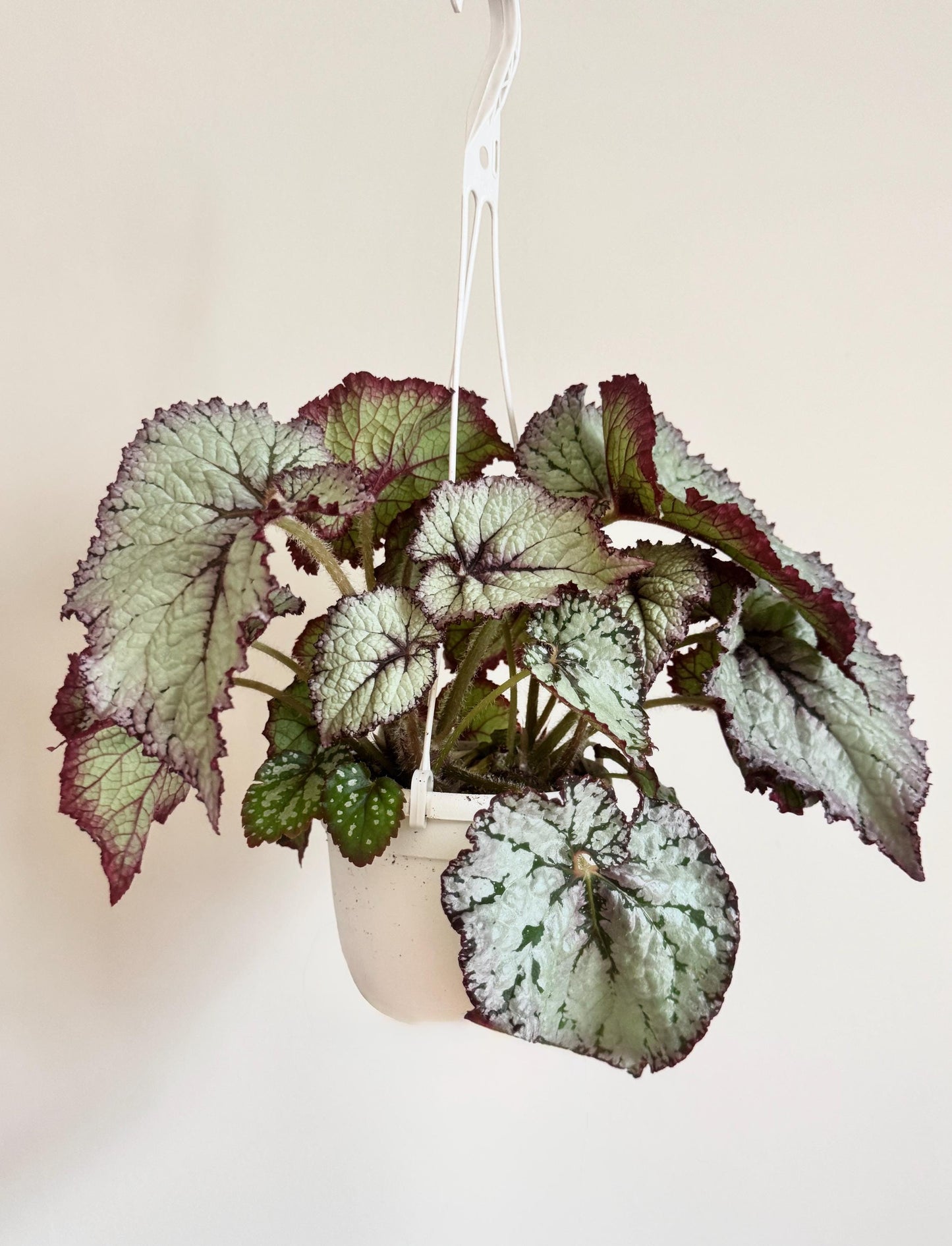 Begonia Moonlit Pearl TM Emma’s Evolution RARE Plant | Rare Plant | 6 inch Hanging Basket | optional decorative hanger