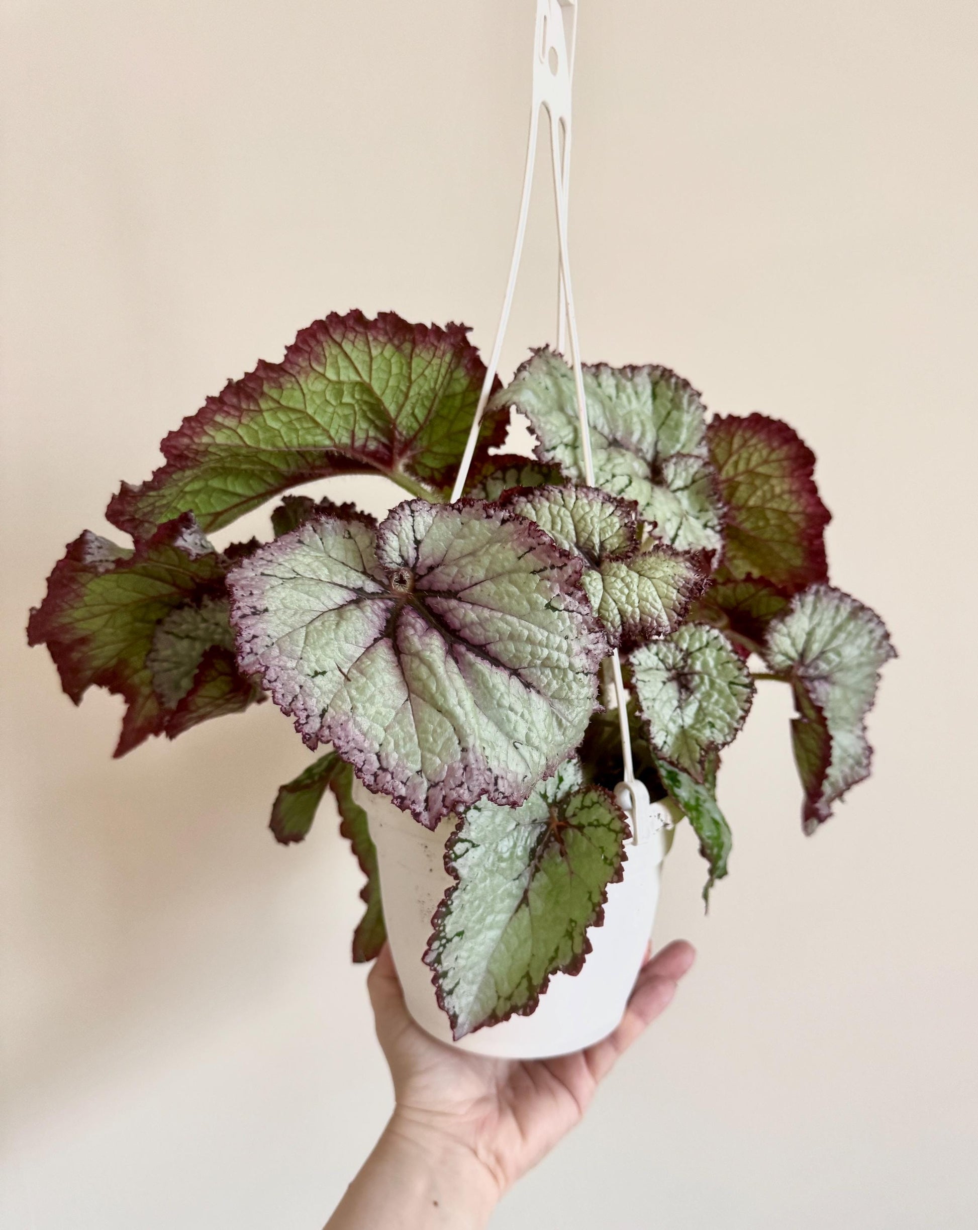 Begonia Moonlit Pearl TM Emma’s Evolution RARE Plant | Rare Plant | 6 inch Hanging Basket | optional decorative hanger