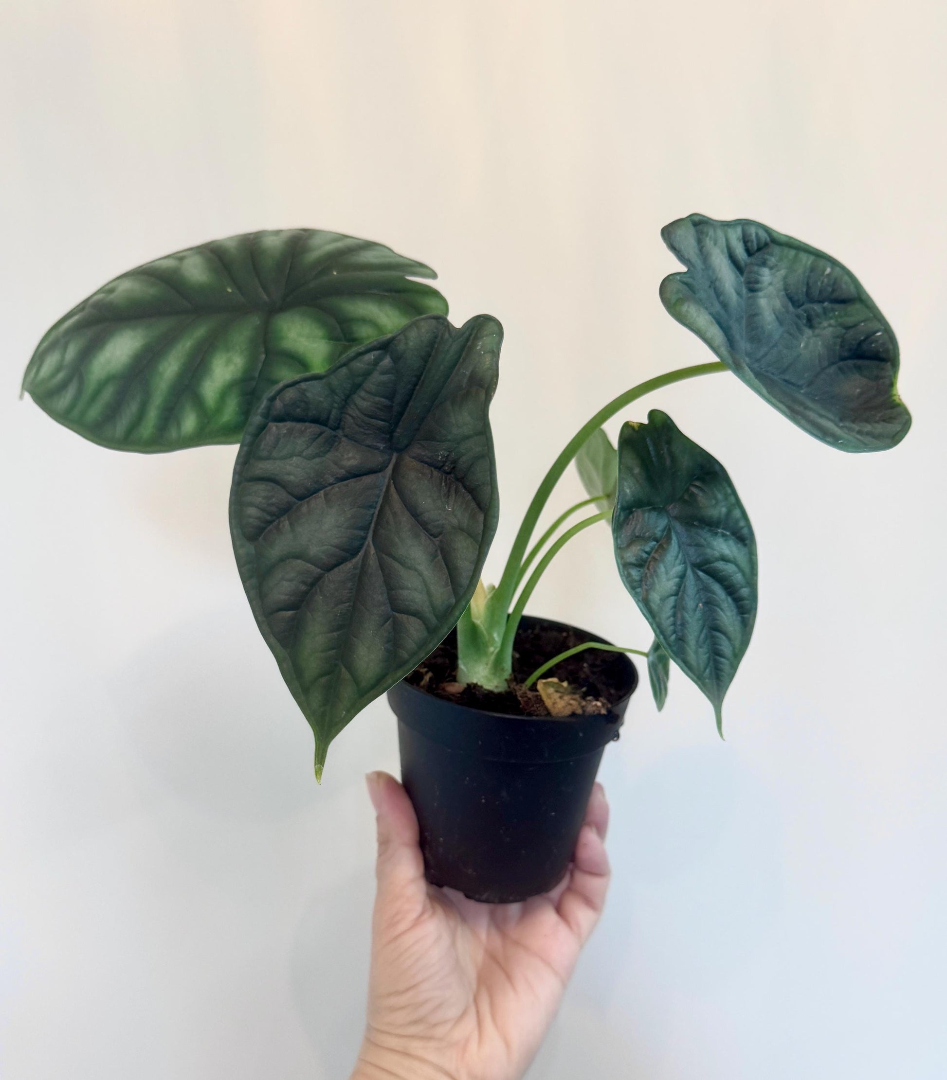 Alocasia Baginda Dragon Plant 4" Pot - Live Plant