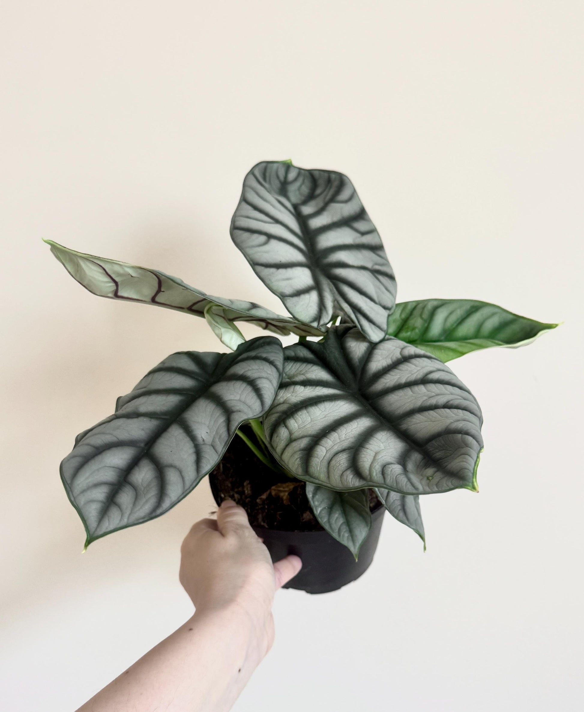Alocasia Silver Dragon Plant- Live Plant 4" Nursery Pot