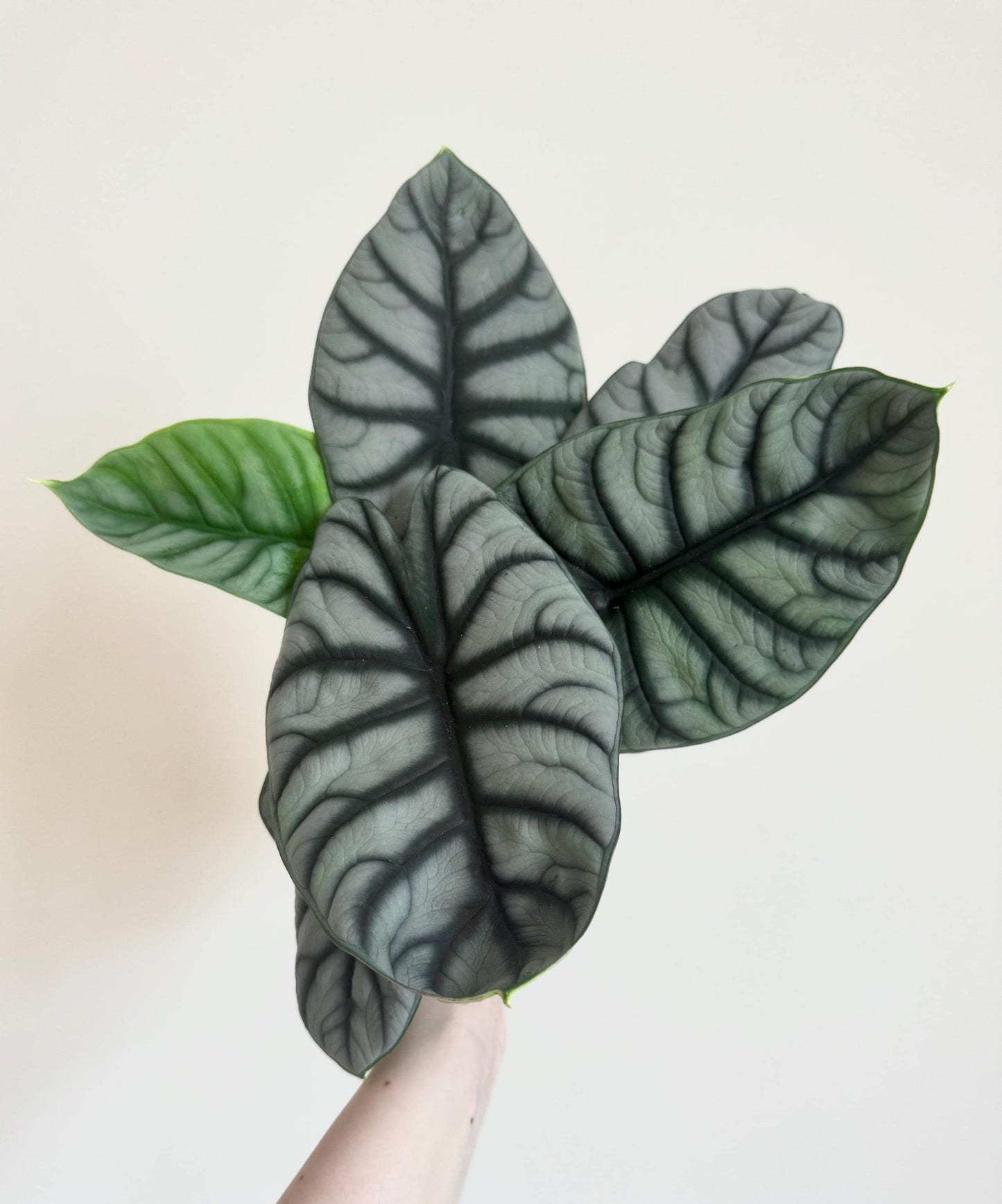 Alocasia Silver Dragon Plant- Live Plant 4" Nursery Pot