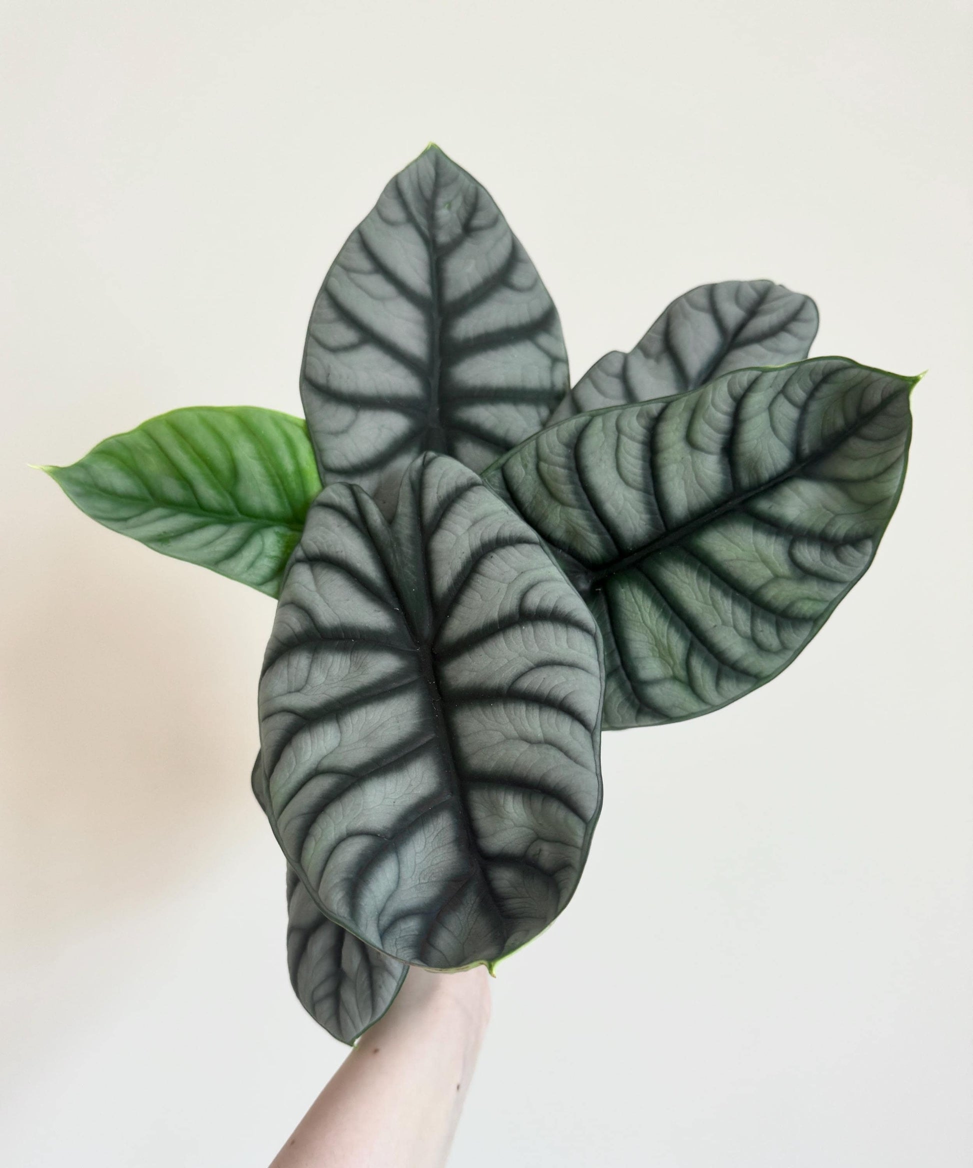 Alocasia Silver Dragon Plant- Live Plant 4" Nursery Pot