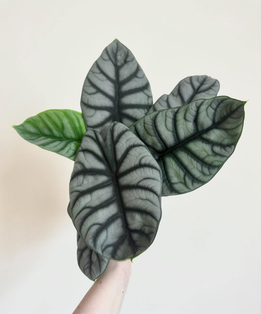 Alocasia Silver Dragon Plant- Live Plant 4" Nursery Pot