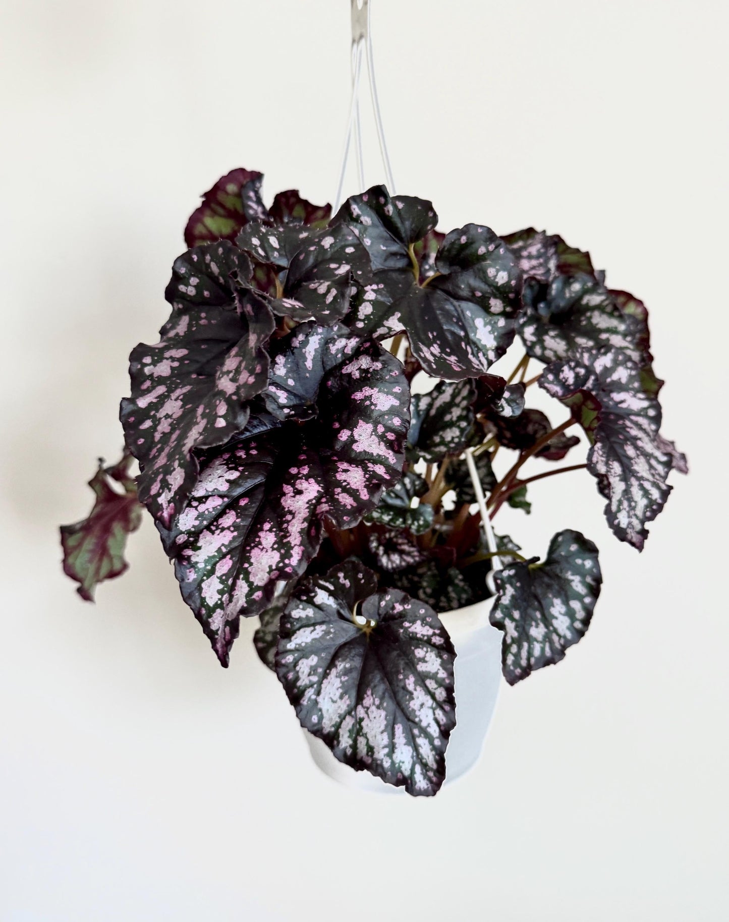 Begonia Cumbia Rex Begonia | 6 inch Hanging Basket | optional decorative hanger