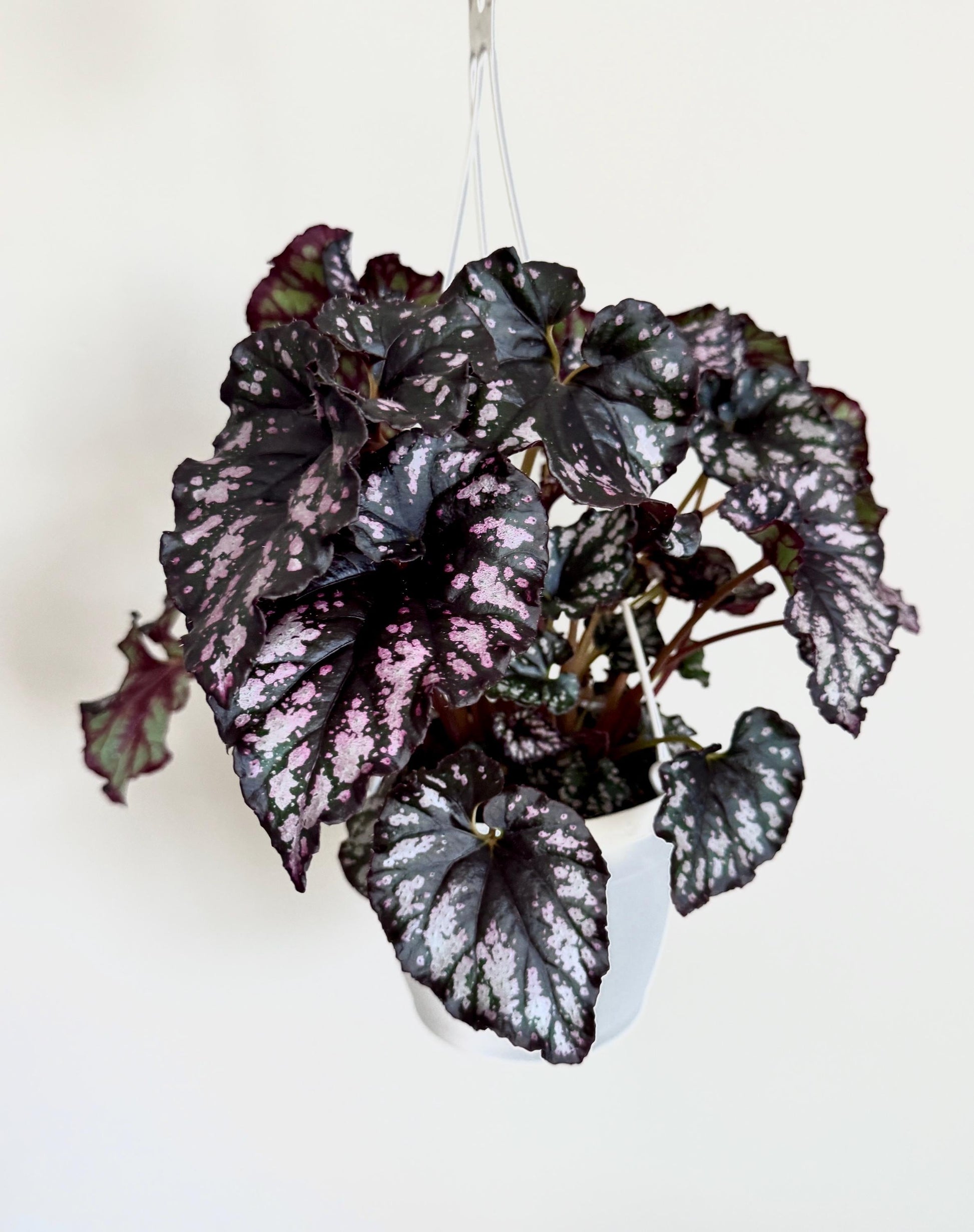 Begonia Cumbia Rex Begonia | 6 inch Hanging Basket | optional decorative hanger